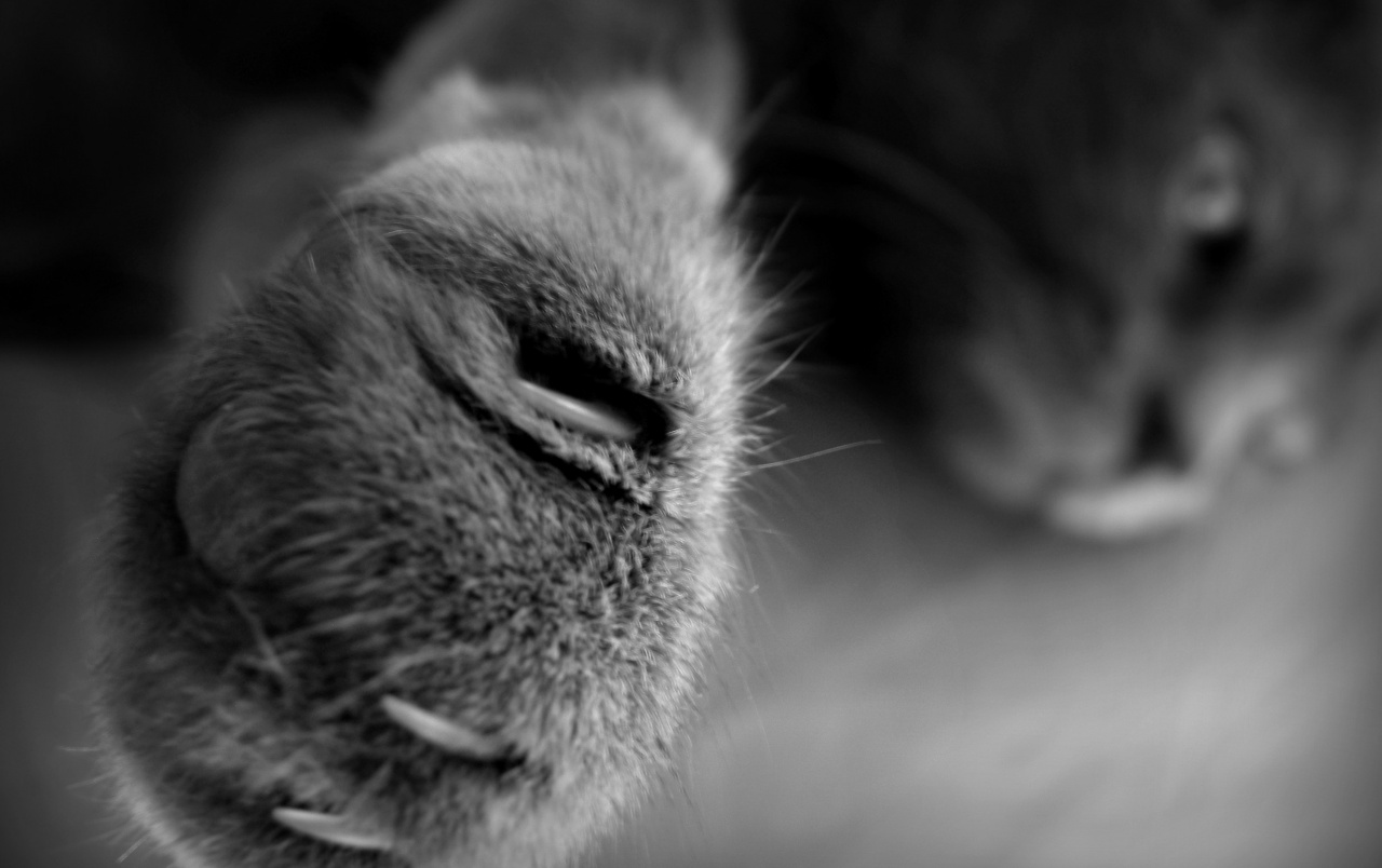 Wide Close-up Cat Paw Wallpapers - Close Up Photography Cat , HD Wallpaper & Backgrounds