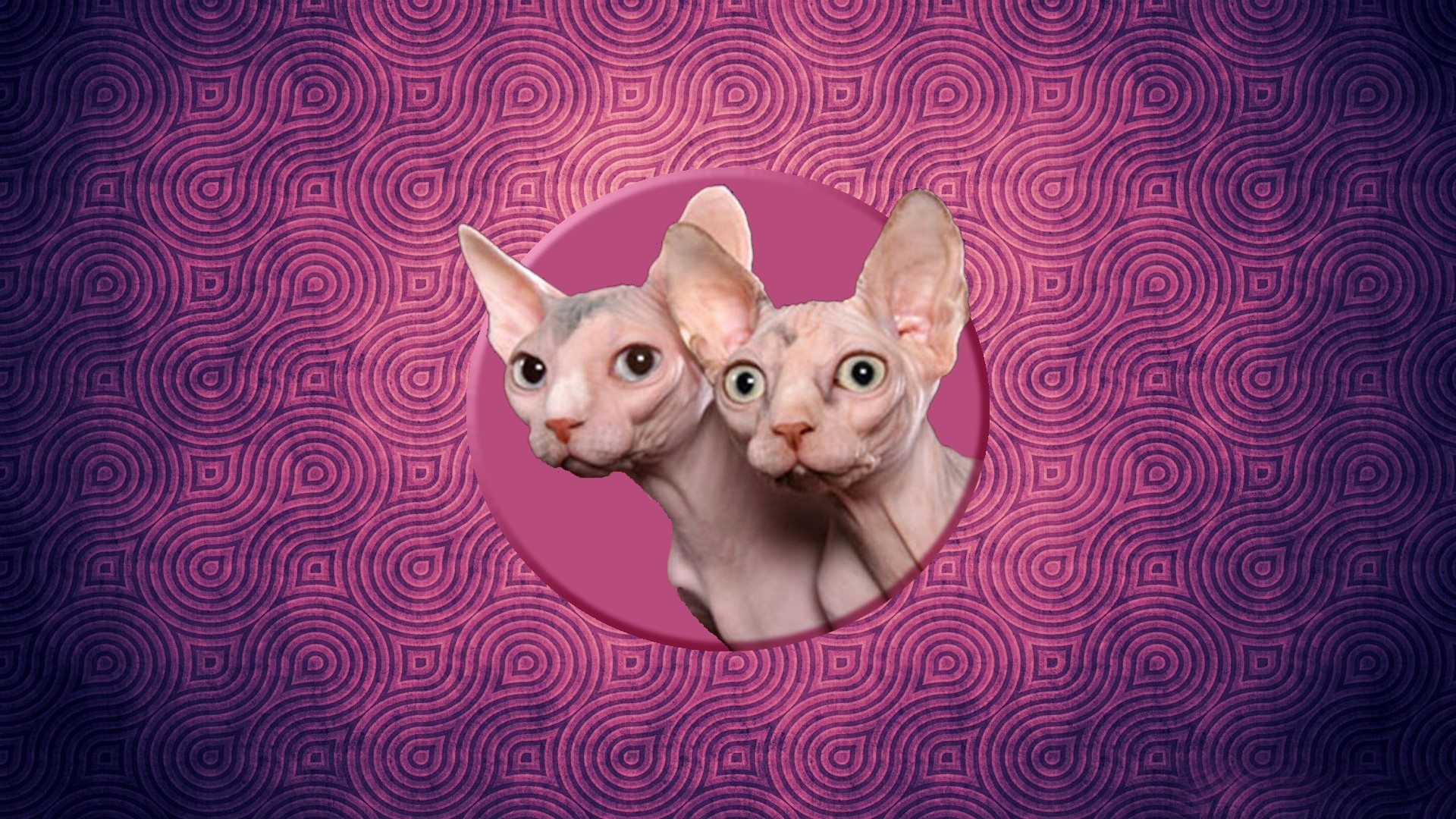 Sphynx Cats Wallpaper - Sphynx Cat , HD Wallpaper & Backgrounds
