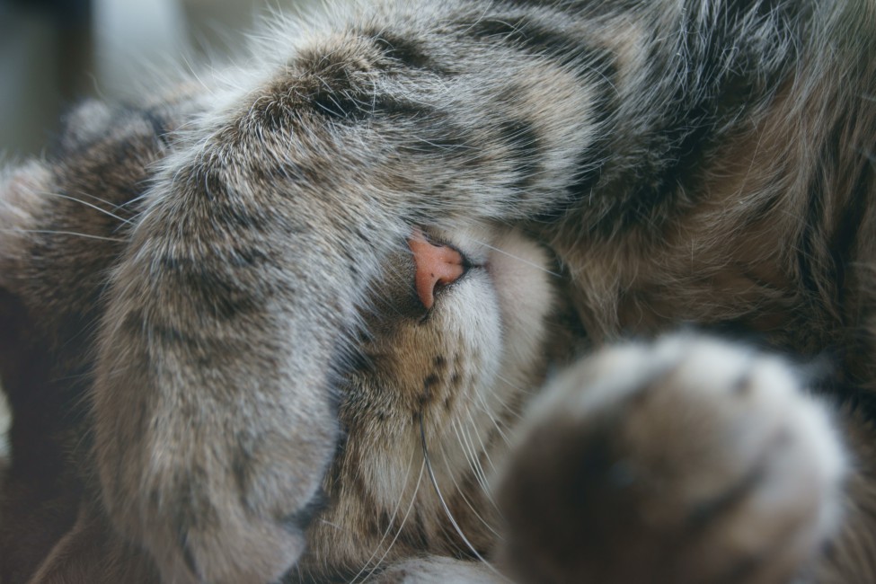 Cat Paw Face Emotion Gray - Котенок Закрывает Лапами Глаза , HD Wallpaper & Backgrounds