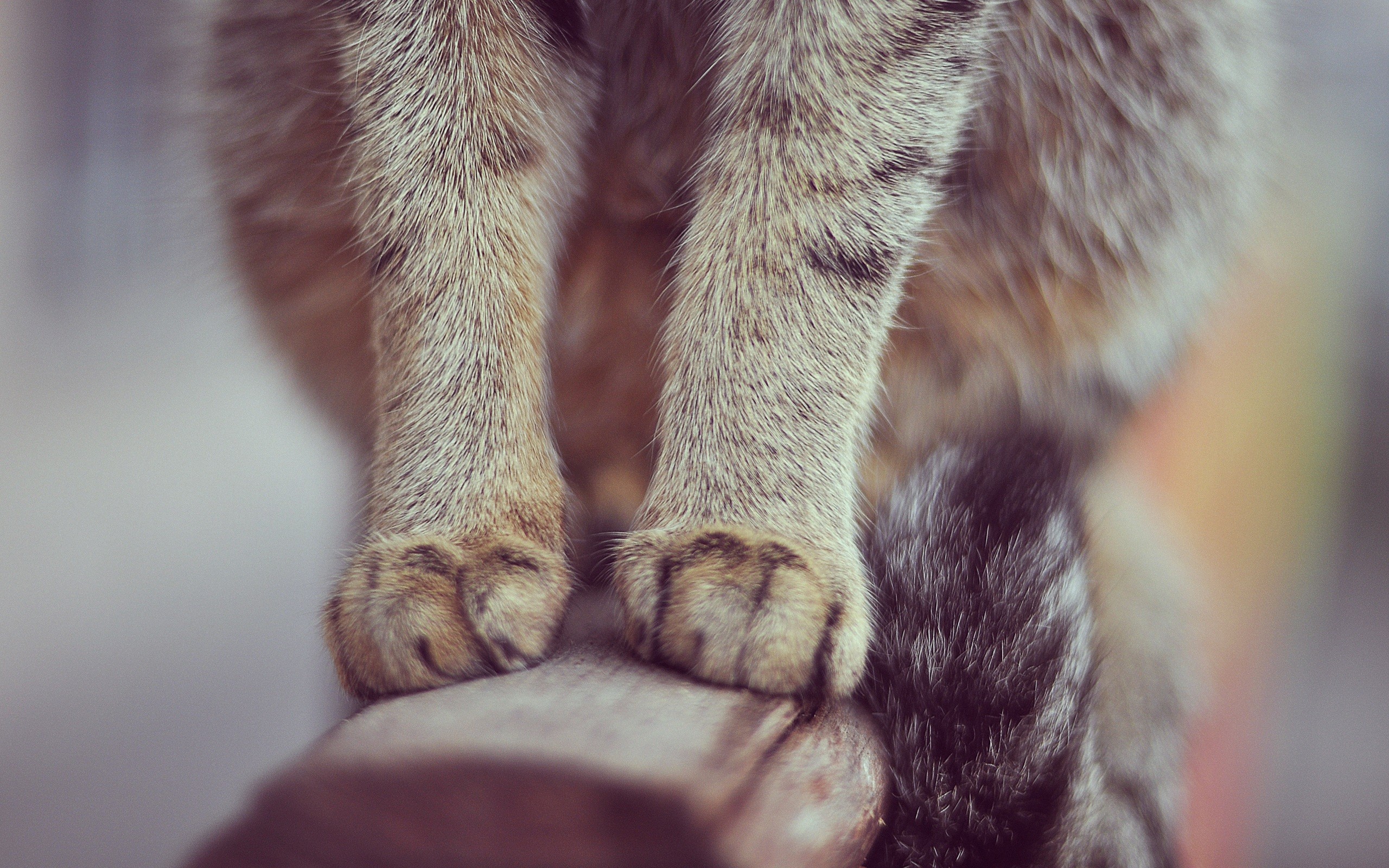 Cat Paws Wallpapers And Stock Photos - Лапы Котов , HD Wallpaper & Backgrounds