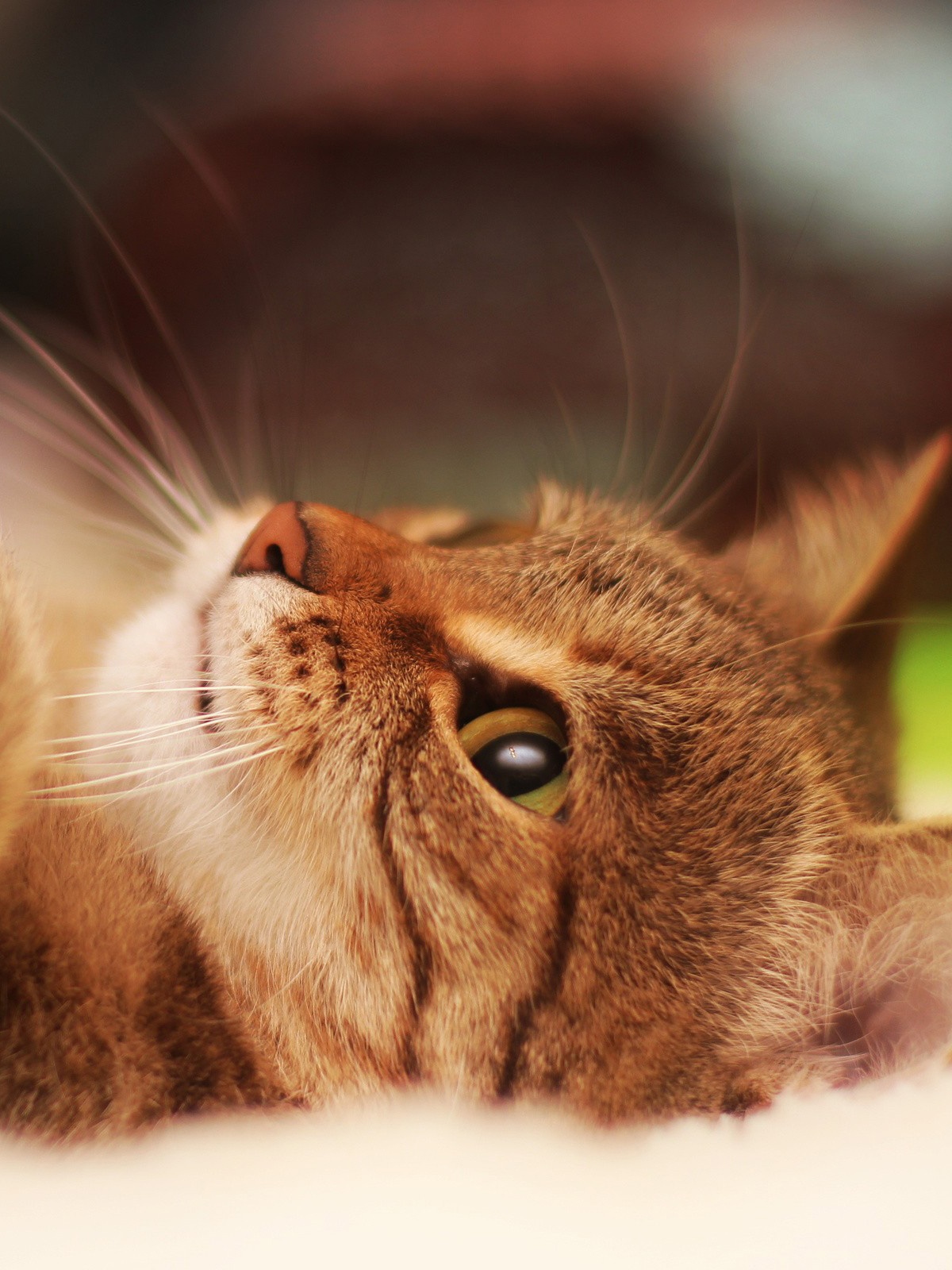 Cute Cat Paw Mobile Wallpaper - Beautiful Wallpaper Of Cat , HD Wallpaper & Backgrounds