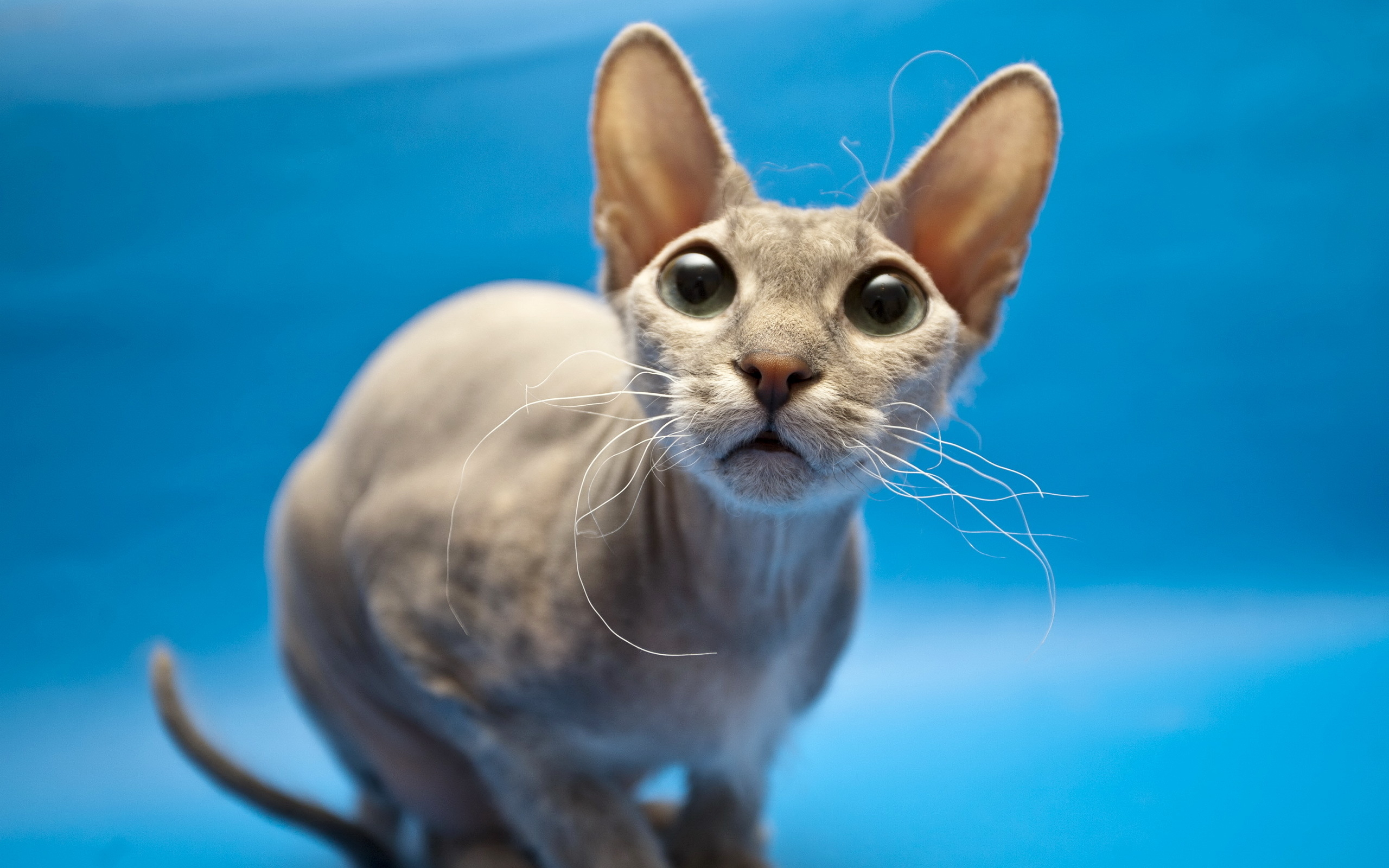 Sphynx Cat Wallpapers And Images Wallpapers, Pictures, - Sphynx Cat With Fur , HD Wallpaper & Backgrounds