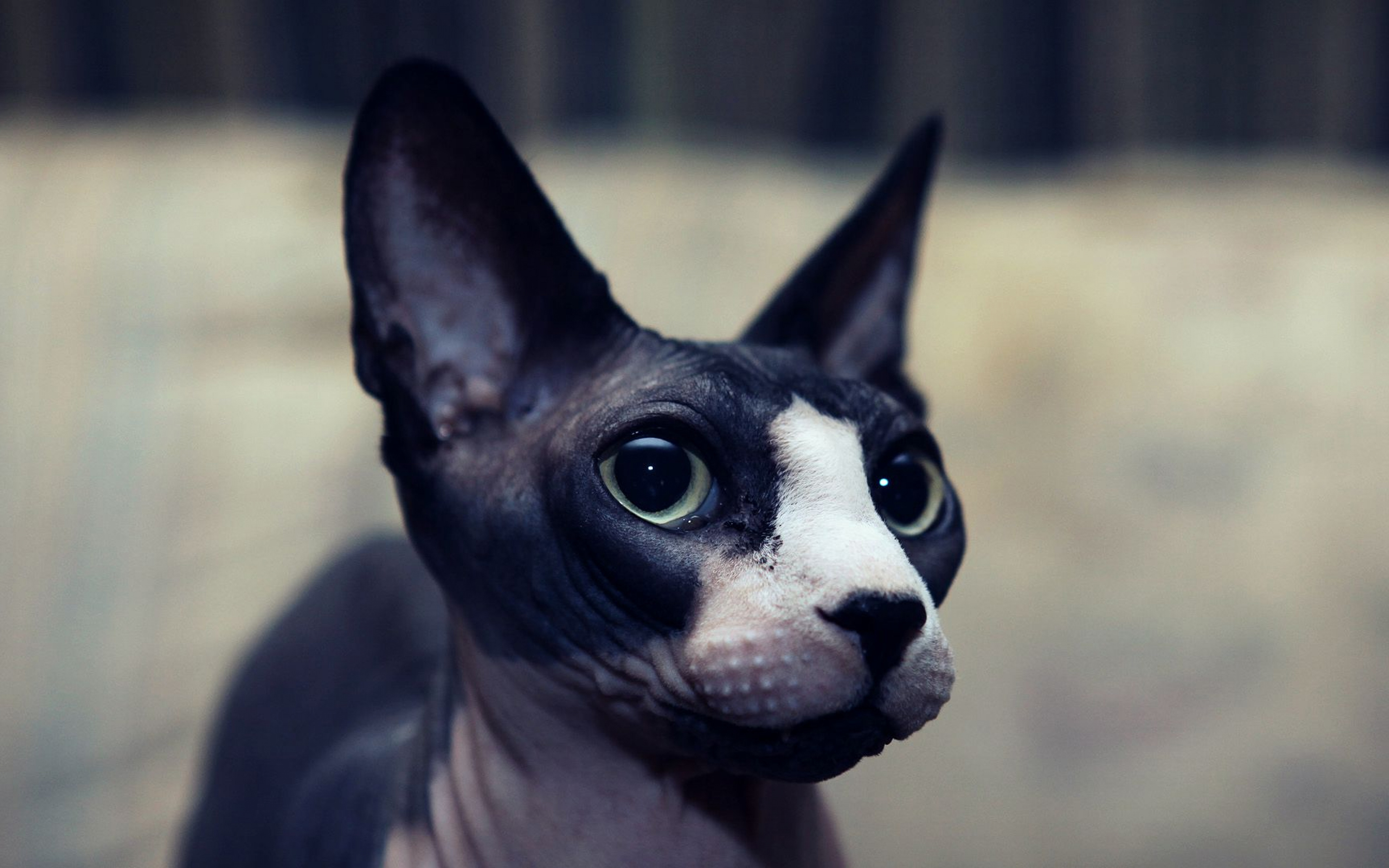 Black Sphynx, 4k, Muzzle, Sphynx, Cats, Pets, Sphynx - Black Hairless Cats Cute , HD Wallpaper & Backgrounds