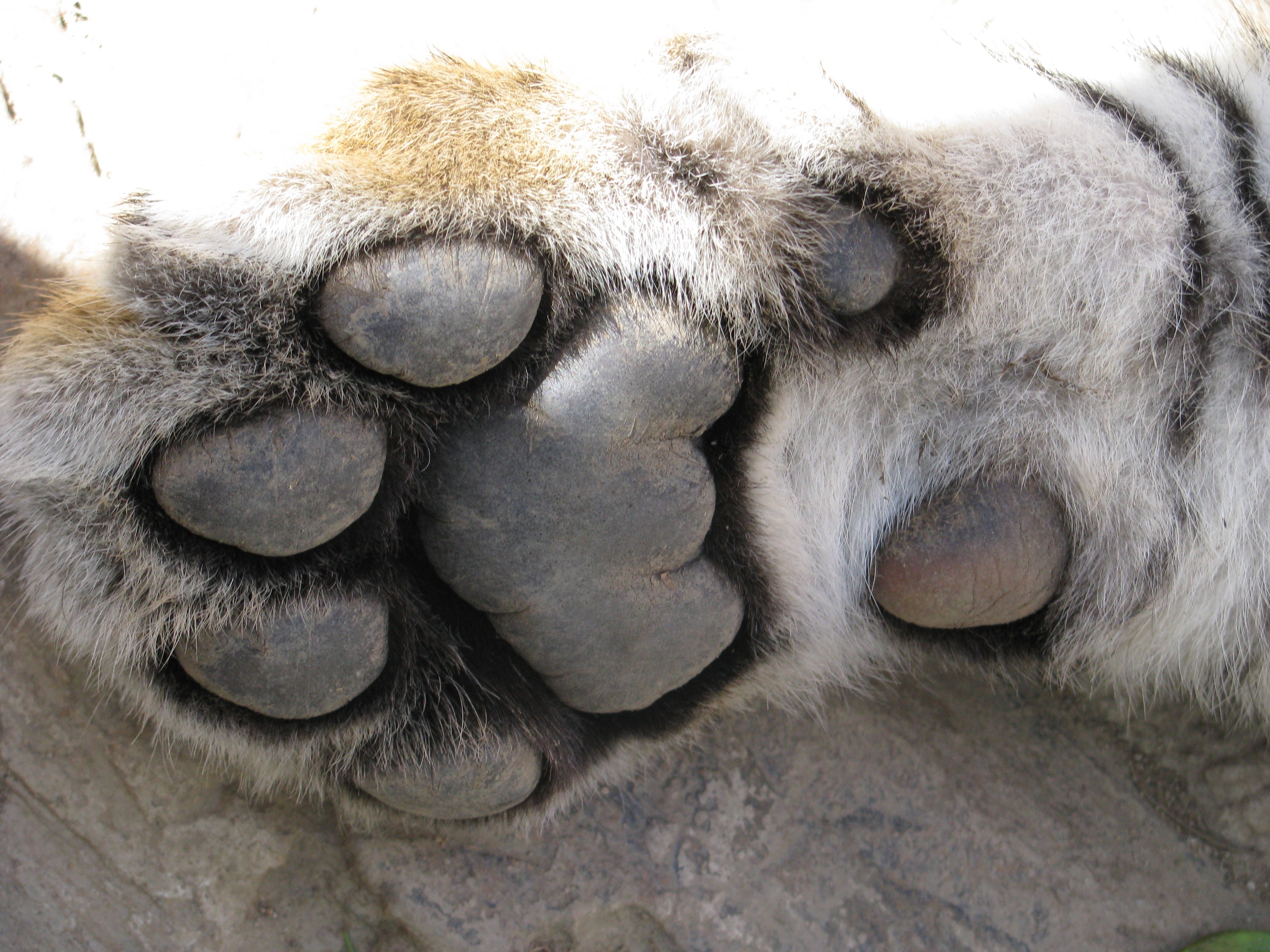 Silver Tabby Cat Paws - Tabby Cat Paws , HD Wallpaper & Backgrounds