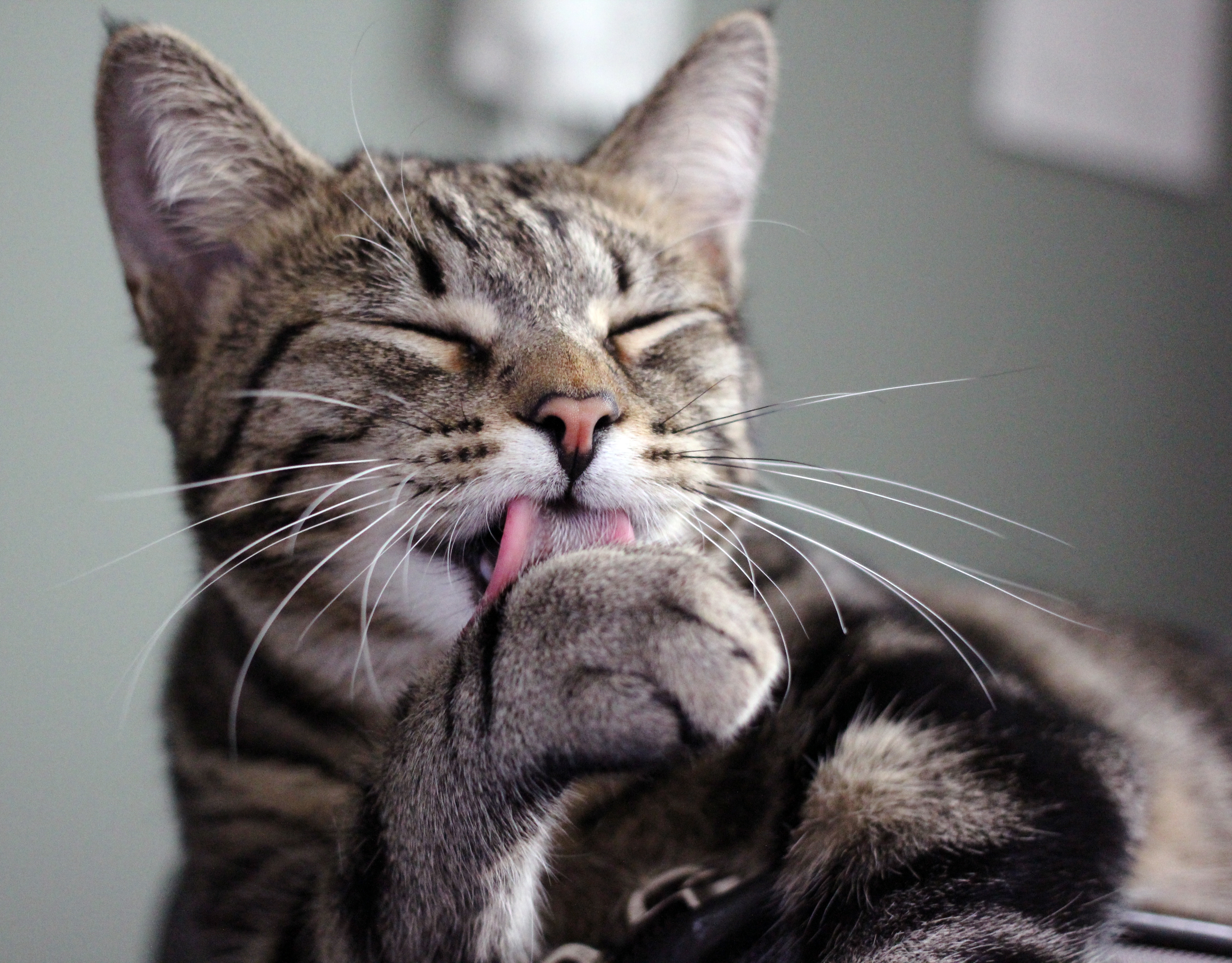 Best Cat Licking Paw Wallpaper - Cat Licking Their Paw , HD Wallpaper & Backgrounds