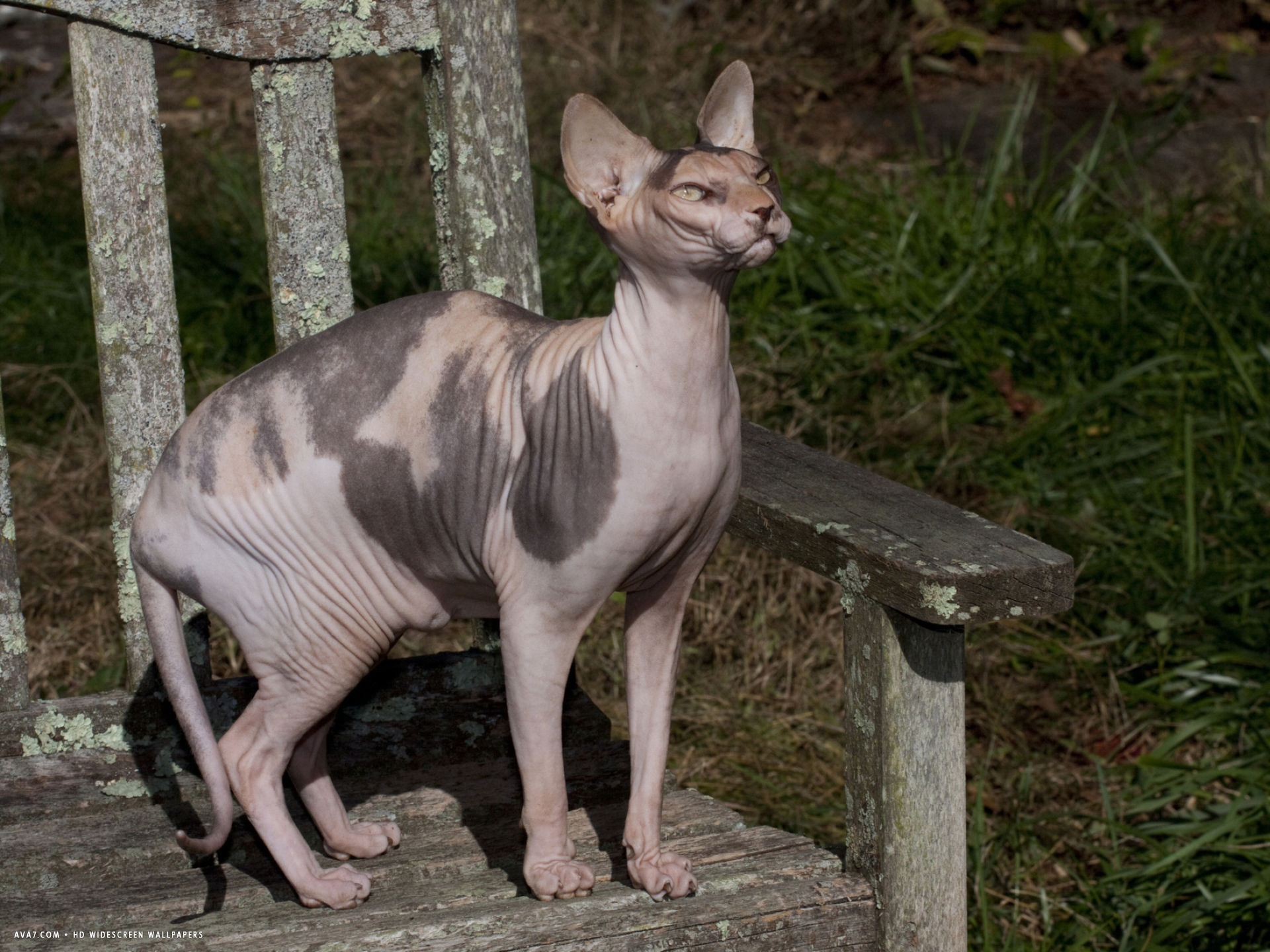 Hairless Sphynx Cat Pure Breed - Hairless Cat Size , HD Wallpaper & Backgrounds