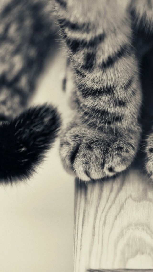 Cat Paws Iphone 5 Wallpaper , HD Wallpaper & Backgrounds