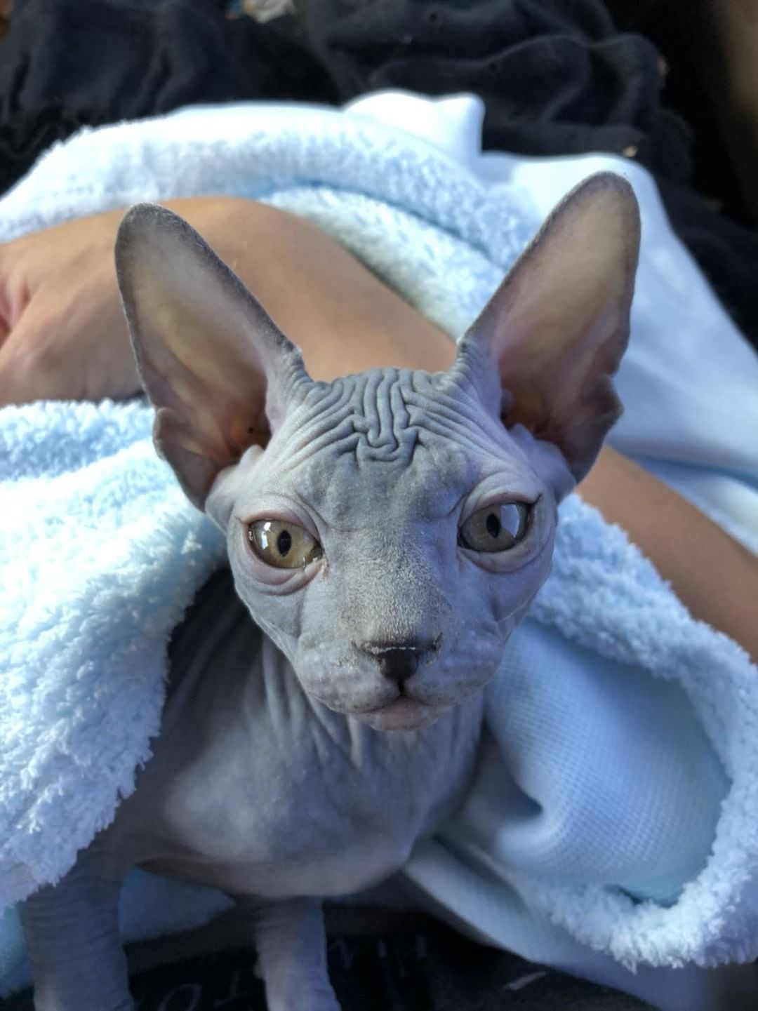 Download Good 29 Cute Sphynx Cats Share A Little About Themselves