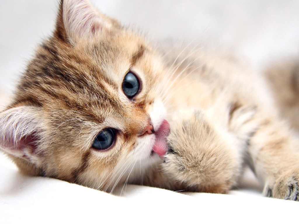 Cat, Paw, Hd Cat Wallpapers, Puffy Cats, Widescreen - Baby Cats Hd , HD Wallpaper & Backgrounds