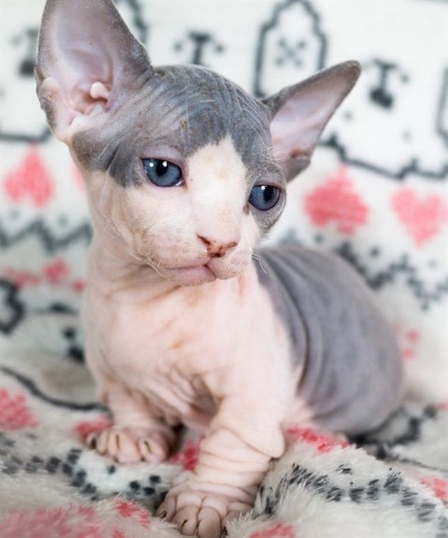 So Cute And Beautiful Eyes Sphynx Kitten - Cutest Hairless Cat , HD Wallpaper & Backgrounds