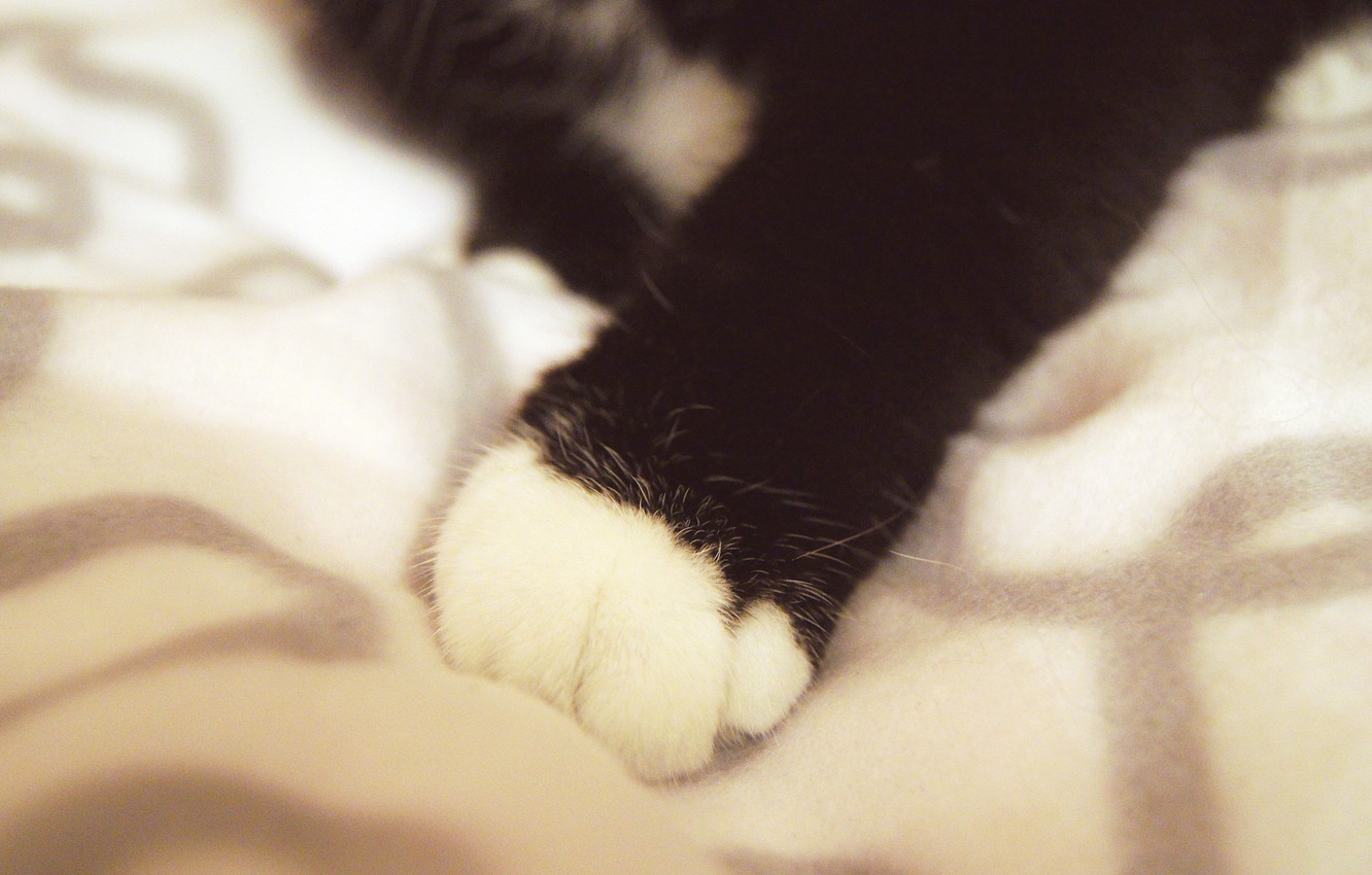 Photo Wallpaper Cat, Paw, Wool, Nail, Fluff - Domestic Short-haired Cat , HD Wallpaper & Backgrounds