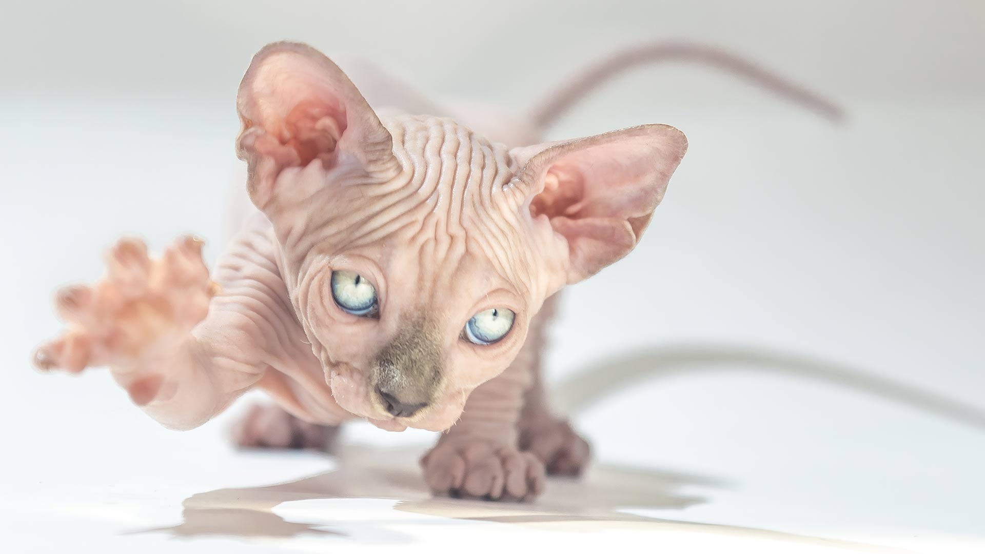 Sphynx Cat Hd Wallpaper - Tattoo Gato Sphynx , HD Wallpaper & Backgrounds