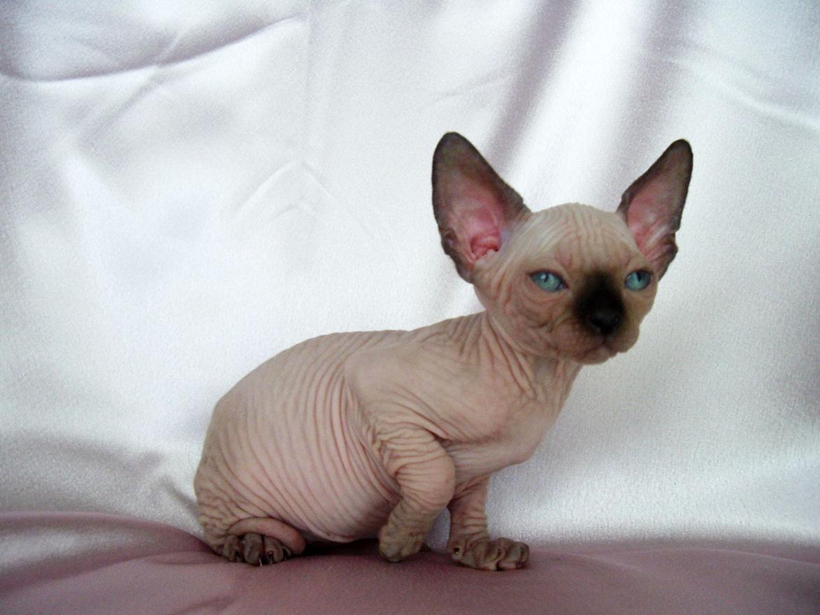 Sphynx Cat Wallpapers Fun Animals Wiki, Videos, Pictures, - Bambino Cats , HD Wallpaper & Backgrounds