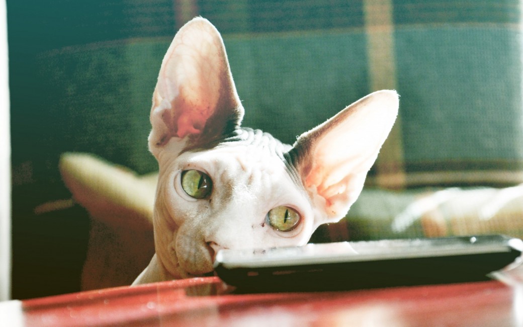 Sphynx Cat Control Face - Sphynx Cat , HD Wallpaper & Backgrounds