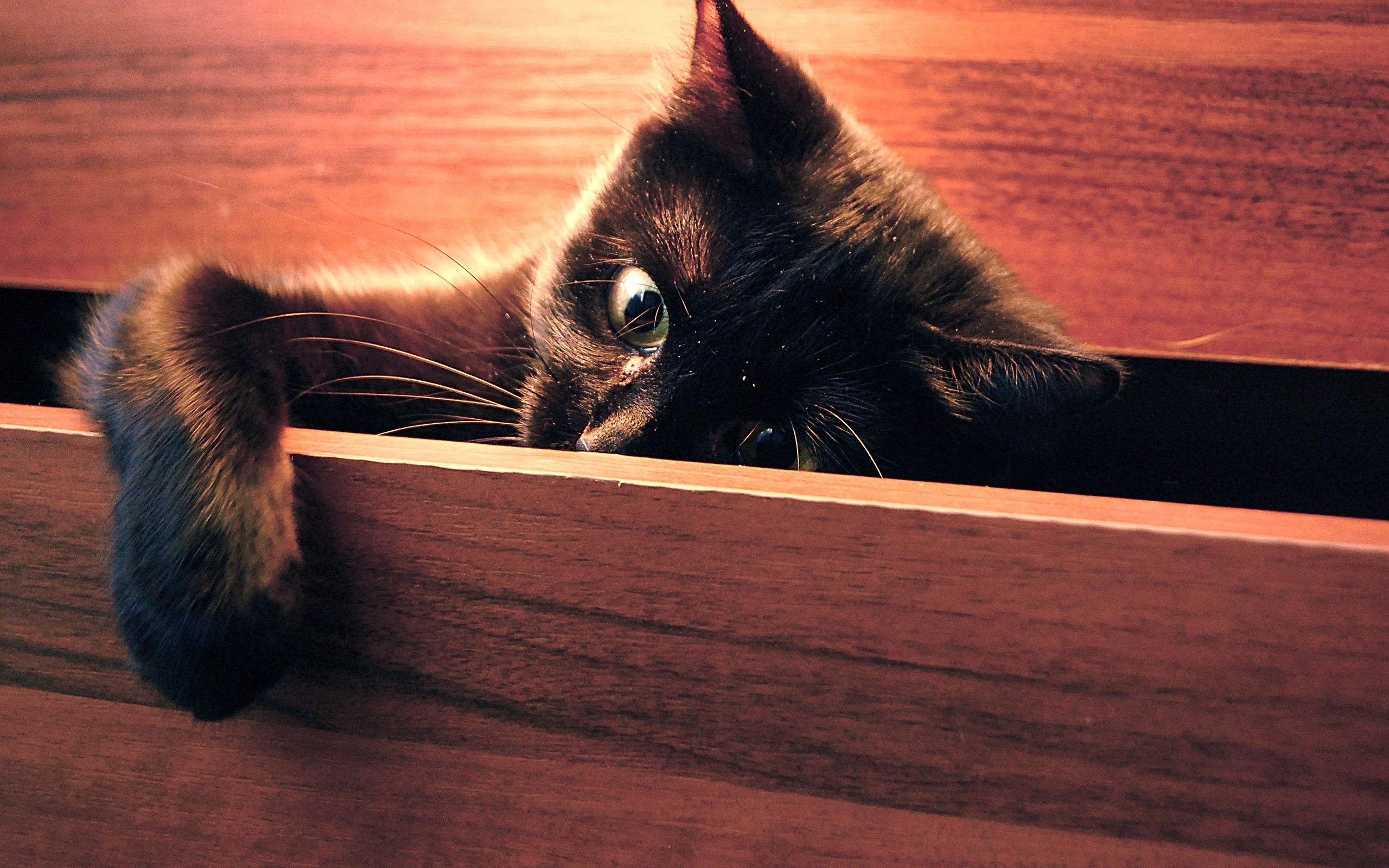 Black Cat In Drawer , HD Wallpaper & Backgrounds