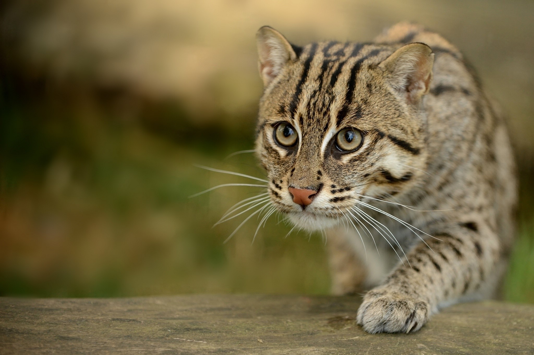 Fishing Cats, Wild Cat, Paw, Snout Wallpaper And Background - Fishing Cat Pic Hd , HD Wallpaper & Backgrounds