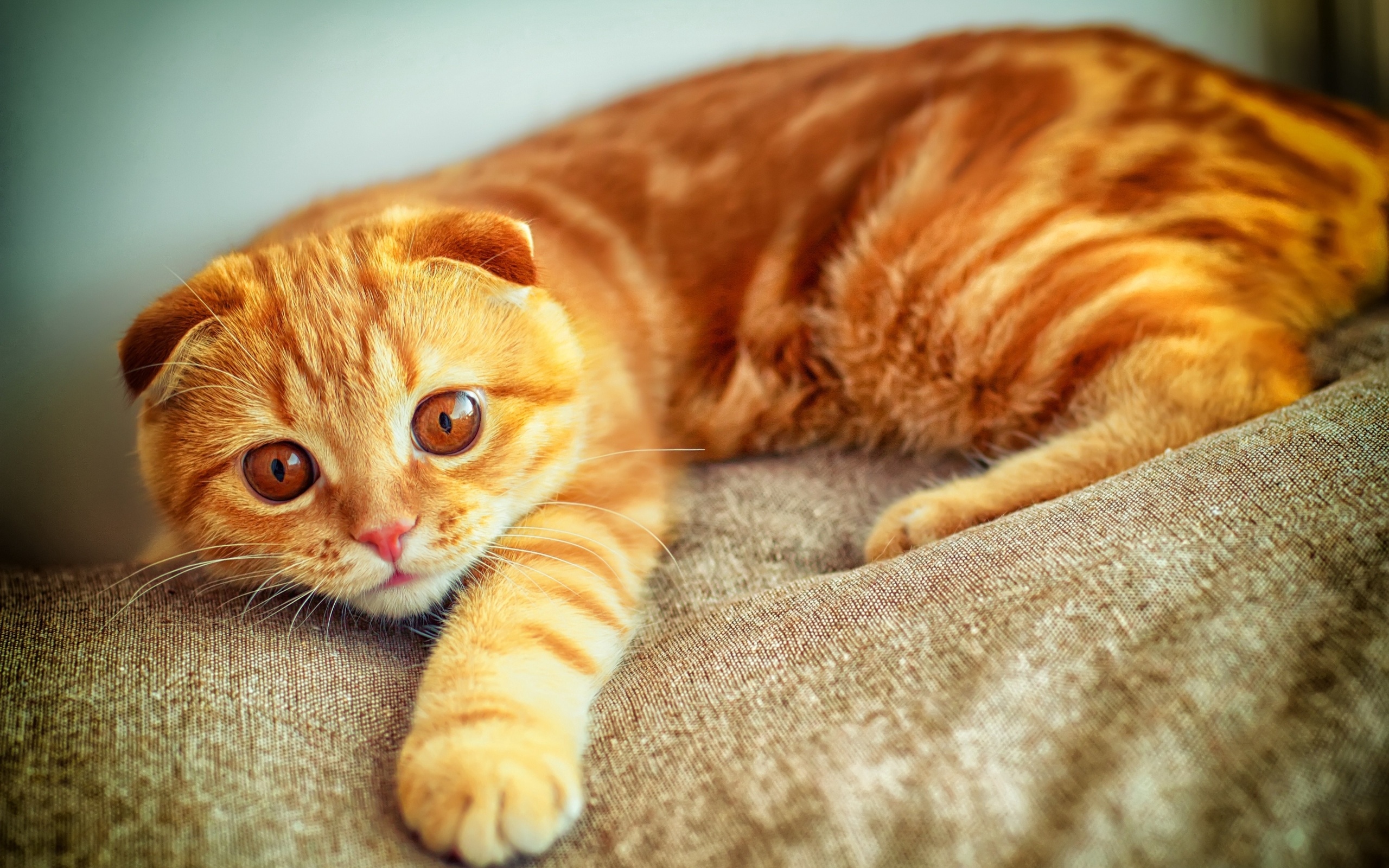 Portrait Plays Paw Red Cat - Orange Tabby Scottish Fold , HD Wallpaper & Backgrounds