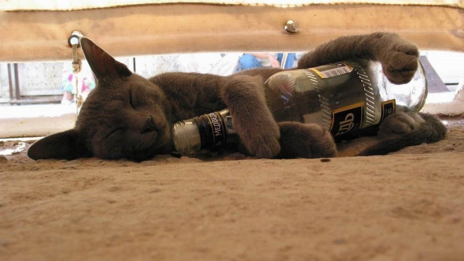 Nap Cats Funny Drinks Time Humor Christmas Cat Wallpapers - Animal With Vodka Bottle , HD Wallpaper & Backgrounds