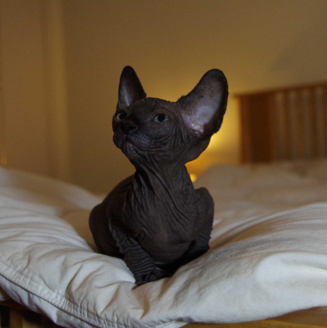 Black Sphynx Cat Sitting On Bed - Kitten Black Sphynx Cat , HD Wallpaper & Backgrounds