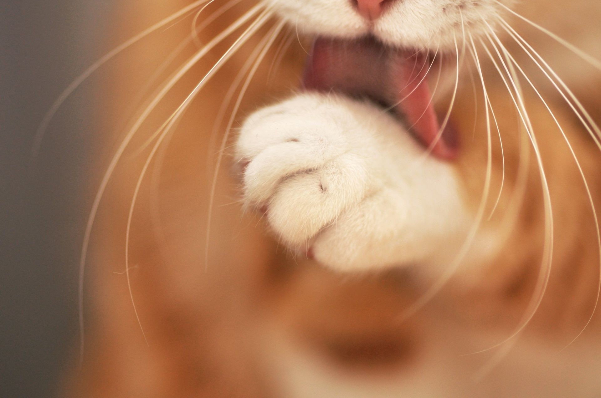 Cat Yawns , HD Wallpaper & Backgrounds