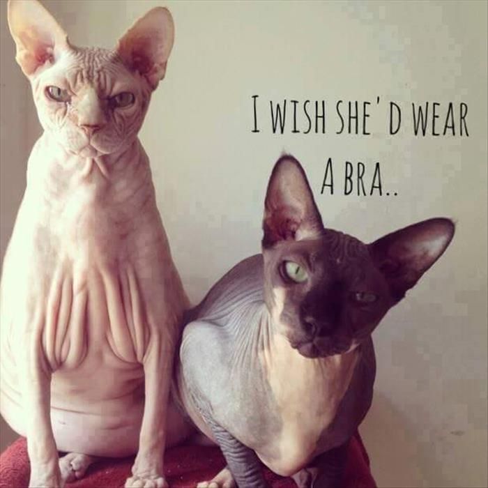 Best 20 Funny Cat Wallpaper Ideas On Pinterest - Wear A Bra Meme , HD Wallpaper & Backgrounds