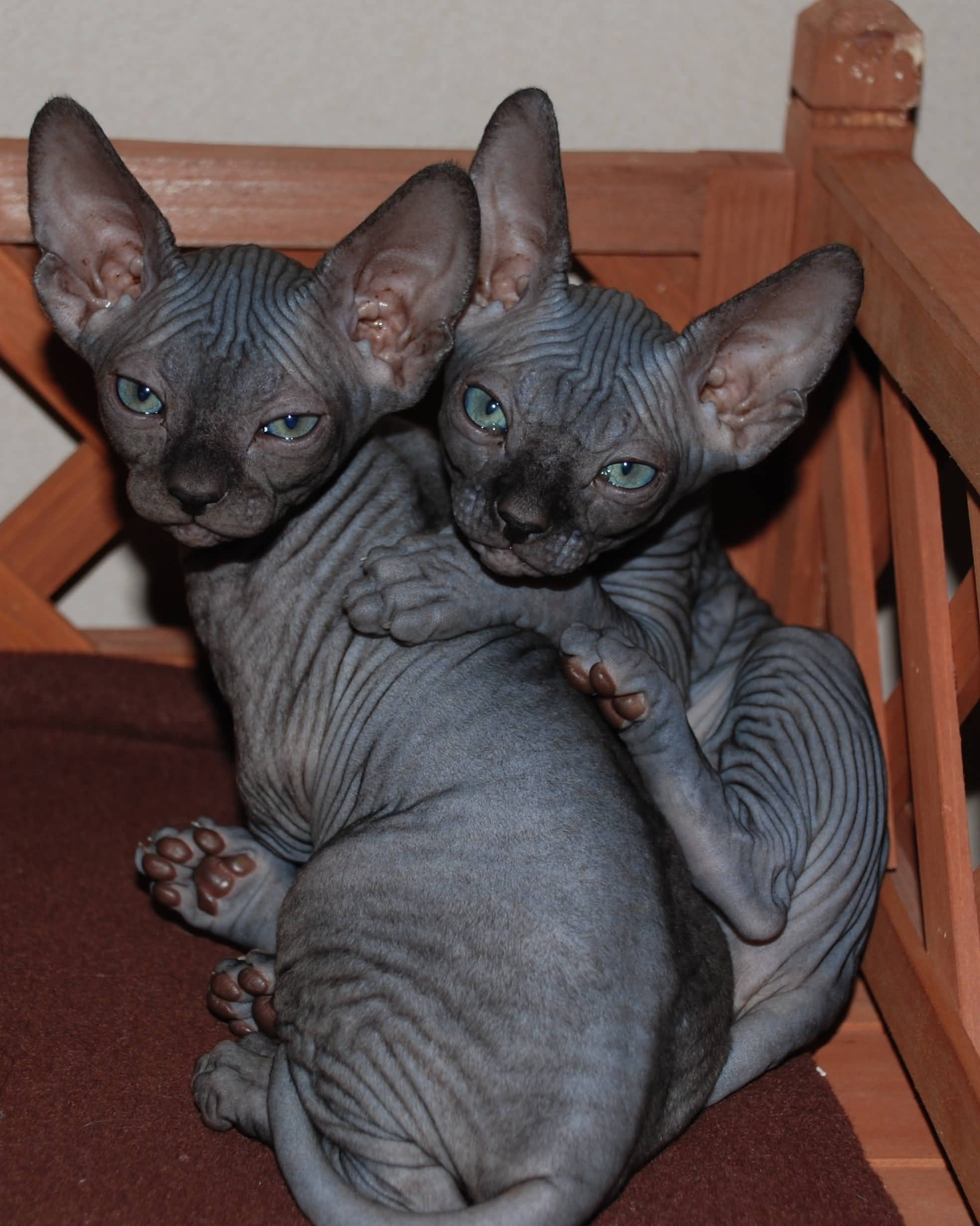 Two Cute Black Baby Sphynx Cat - All Black Hairless Cat , HD Wallpaper & Backgrounds