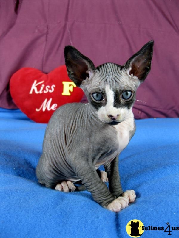 Munchkin Sphynx Cat - Munchkin Kittens For Sale Ohio , HD Wallpaper & Backgrounds