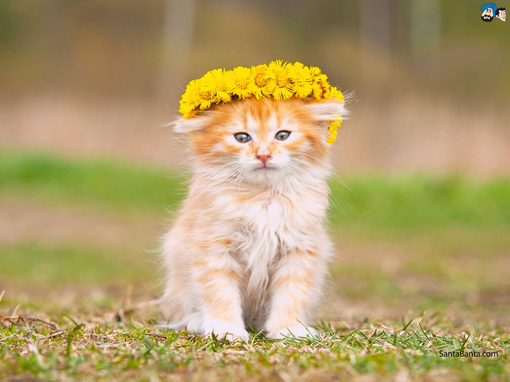 Cats - Cute Kitty Full Hd , HD Wallpaper & Backgrounds