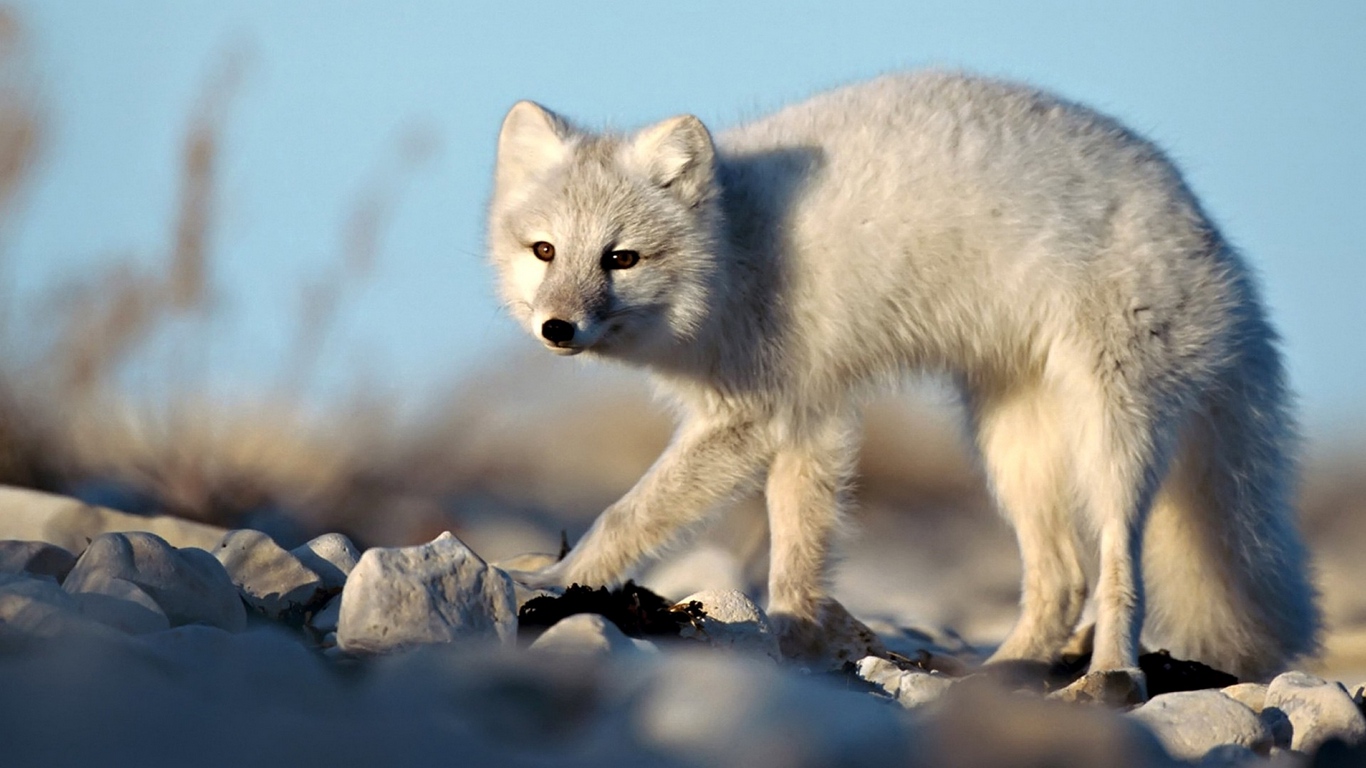 Wallpaper Fox, Color, Funky - Arctic Foxes Animals , HD Wallpaper & Backgrounds