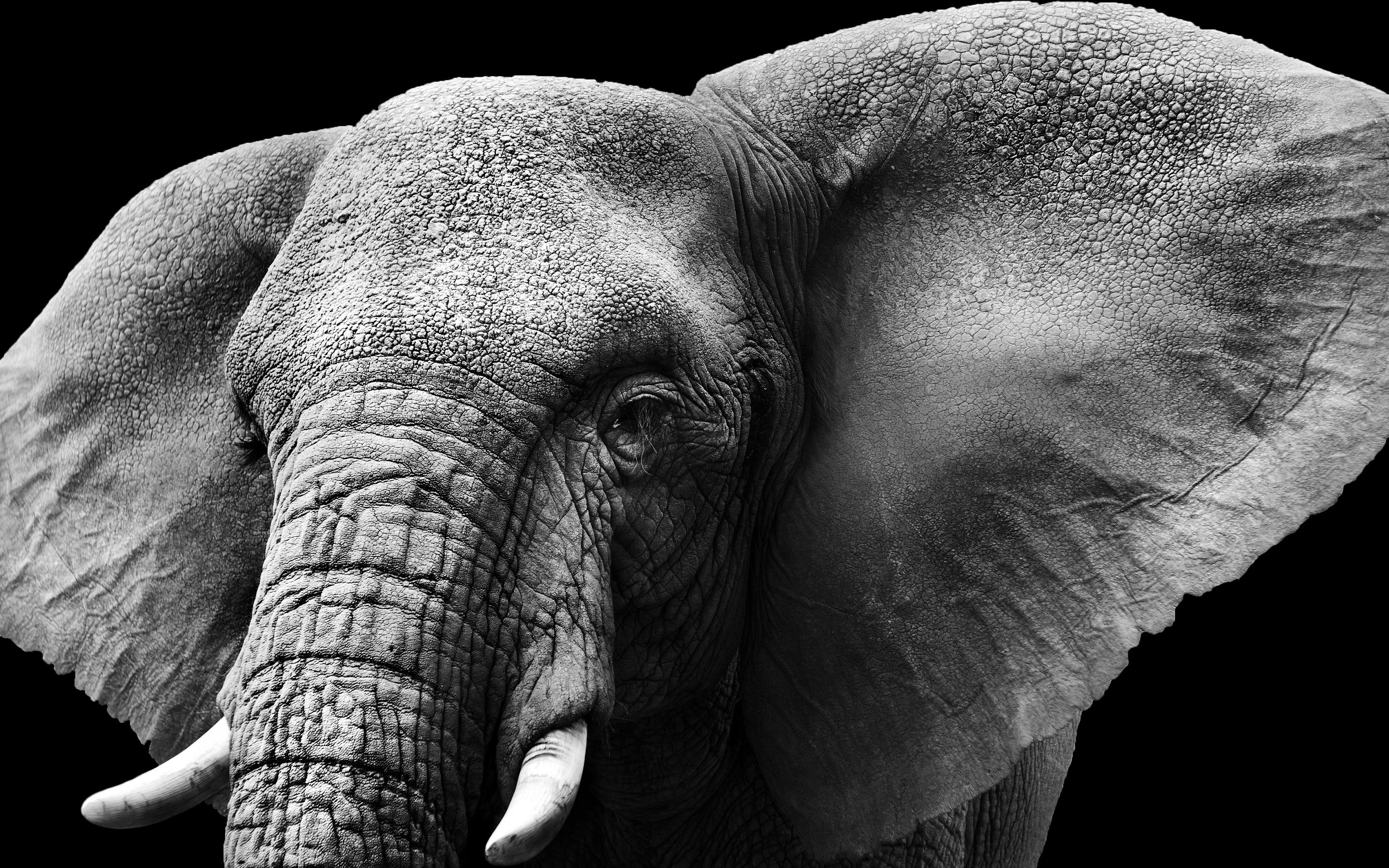 Elephant [2880×1800] [source - Elephant Close Up Black And White , HD Wallpaper & Backgrounds