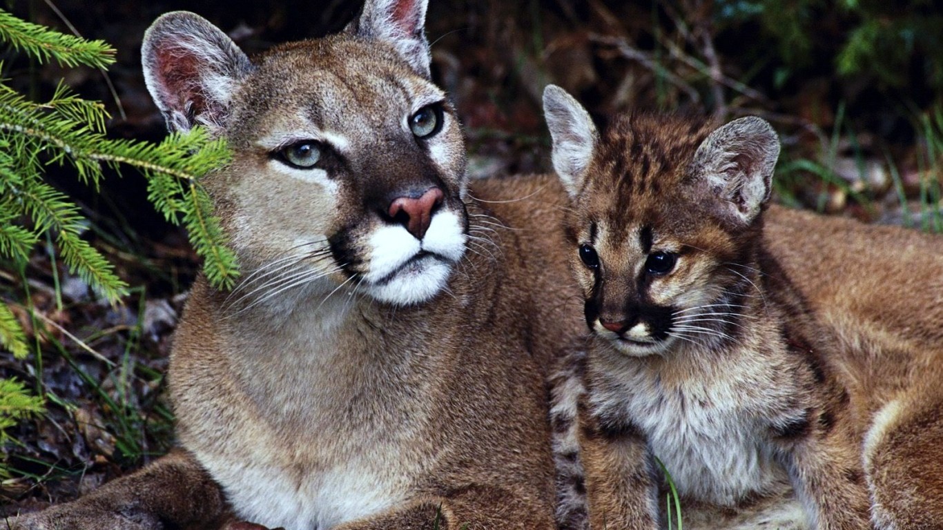 Cougar Love Lovely Faces Tan Resting Forest Protection - Baby Cougar And Mom , HD Wallpaper & Backgrounds