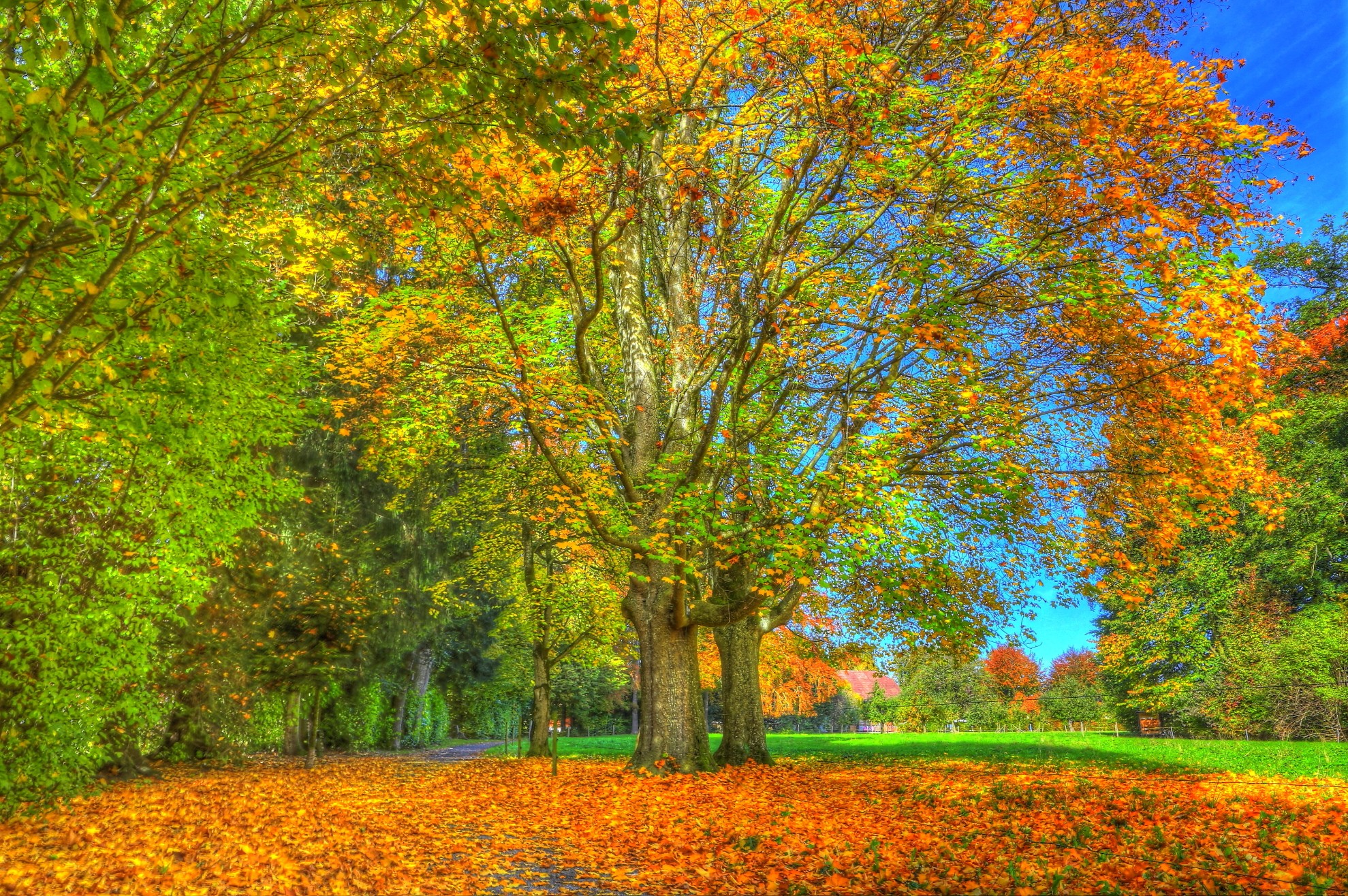 Autumn Park - Autumn , HD Wallpaper & Backgrounds