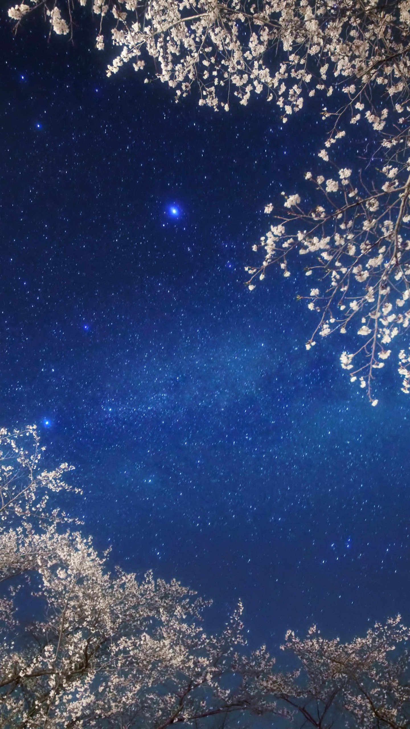 Hd Light Night Sky Star Samsung Galaxy S6/s7 Wallpapers - Cherry Blossom Galaxy , HD Wallpaper & Backgrounds
