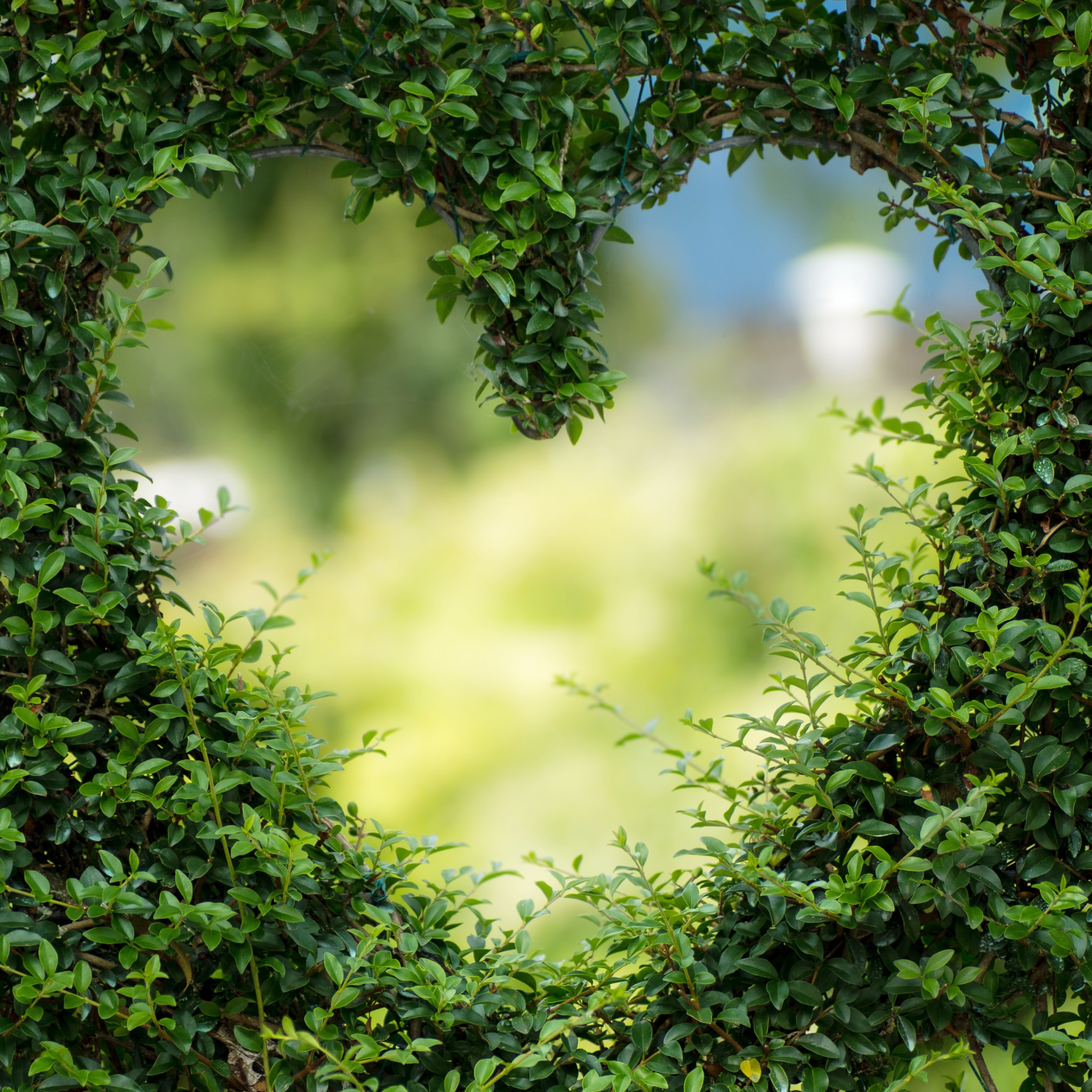 Topiary Hedge Heart Wallpaper 2560×2560 Tablet Android - Love Life Quotes Flowers , HD Wallpaper & Backgrounds