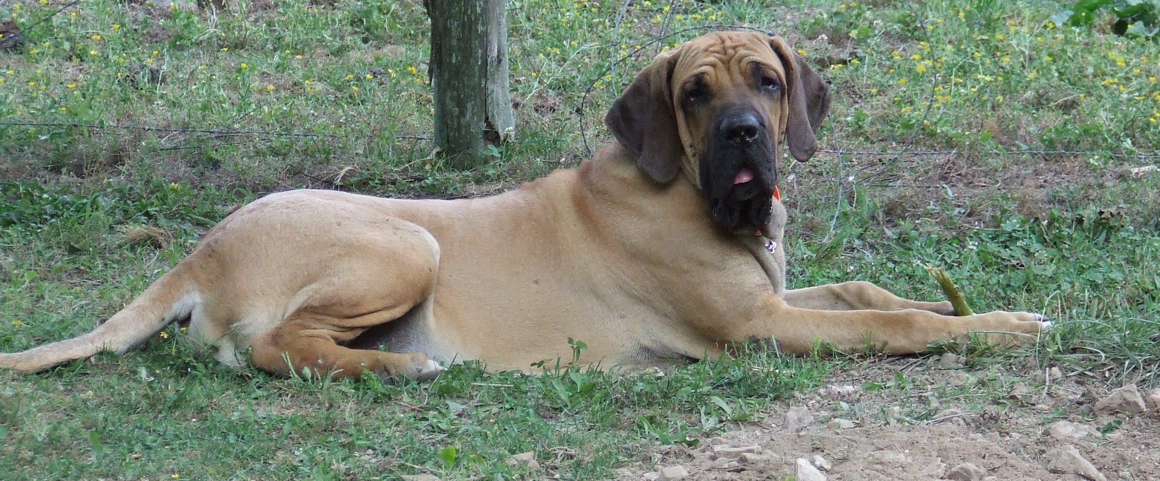 Fila Brasileiro Photo - Bloodhound Mixed With Mastiff , HD Wallpaper & Backgrounds