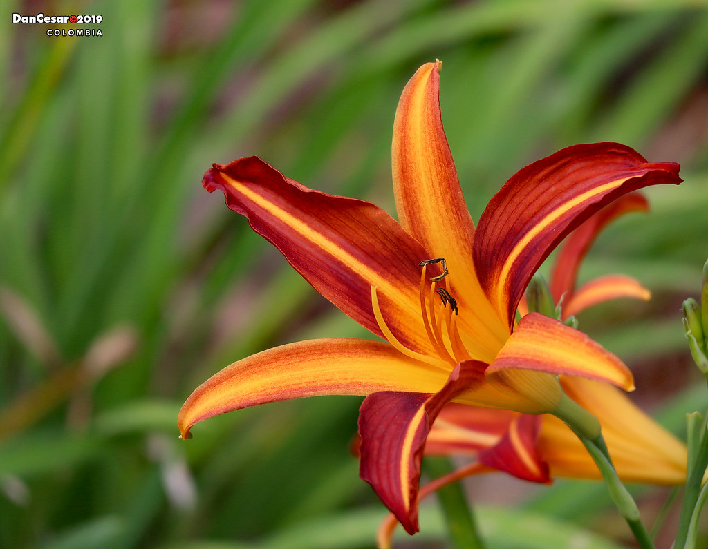 Medellin, Colombia By Danniepolley - Orange Lily , HD Wallpaper & Backgrounds