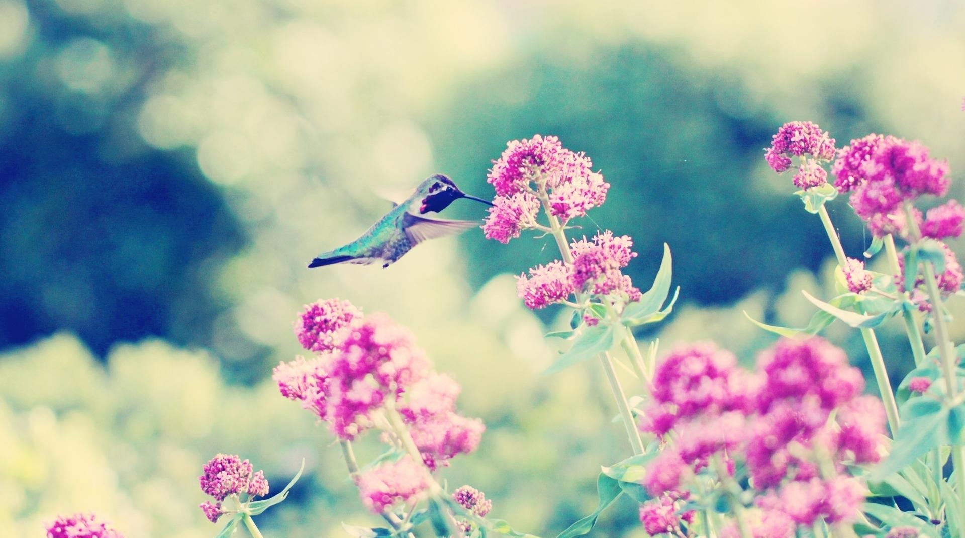 Hummingbird-wallpape - - Pretty Hummingbird Backgrounds , HD Wallpaper & Backgrounds