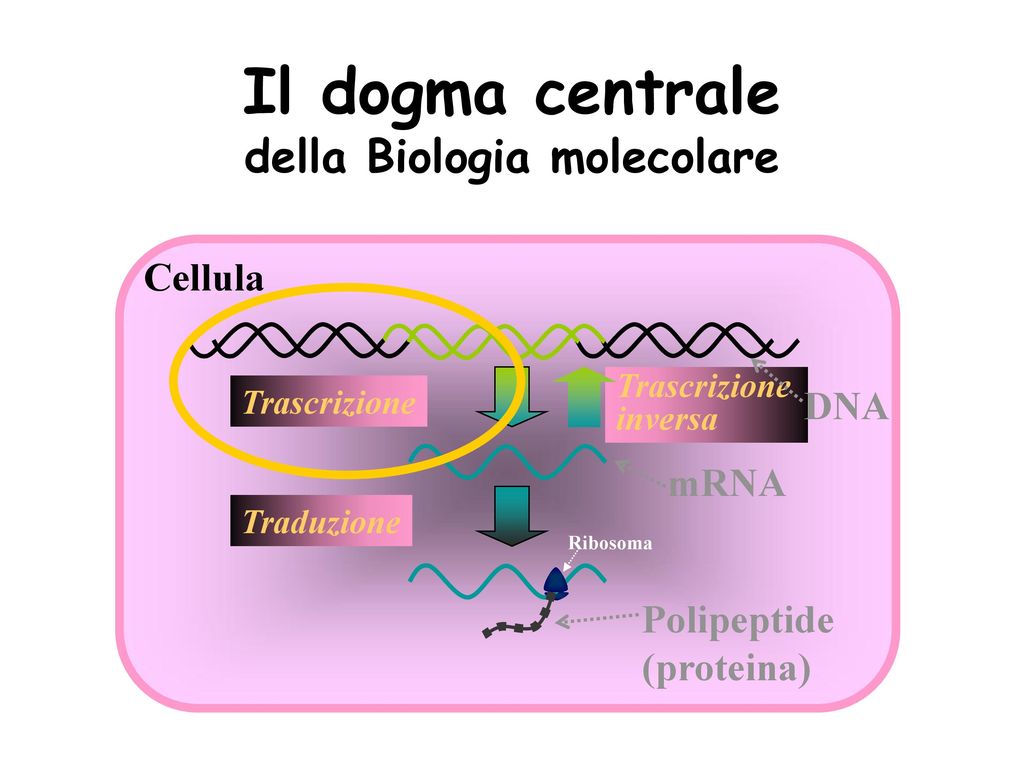 Il Dogma Centrale Della Biologia Molecolare - Hip Arthrocentesis , HD Wallpaper & Backgrounds