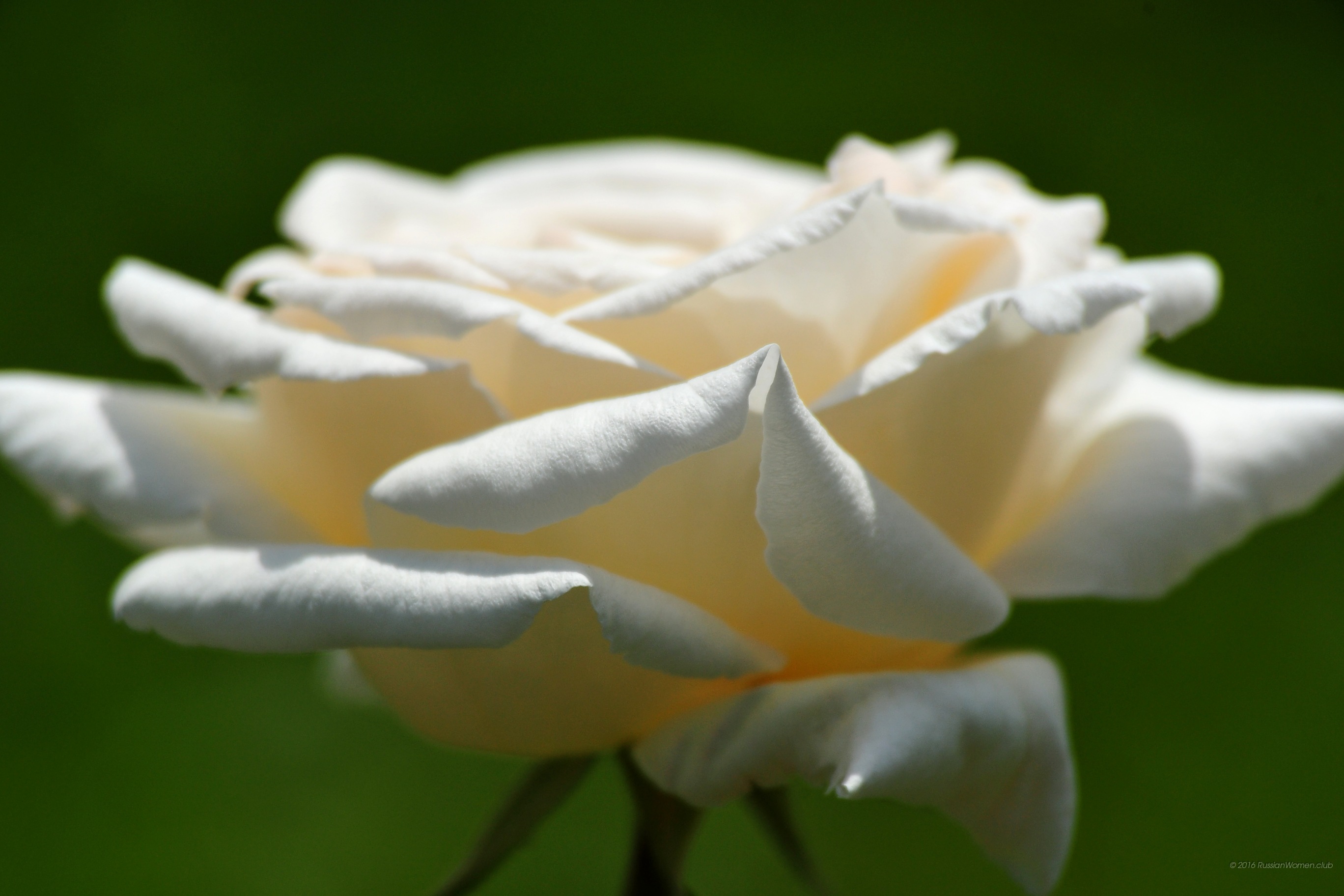 Blue Rose Macro Hd Desktop Wallpaper - 2736 X 1824 , HD Wallpaper & Backgrounds