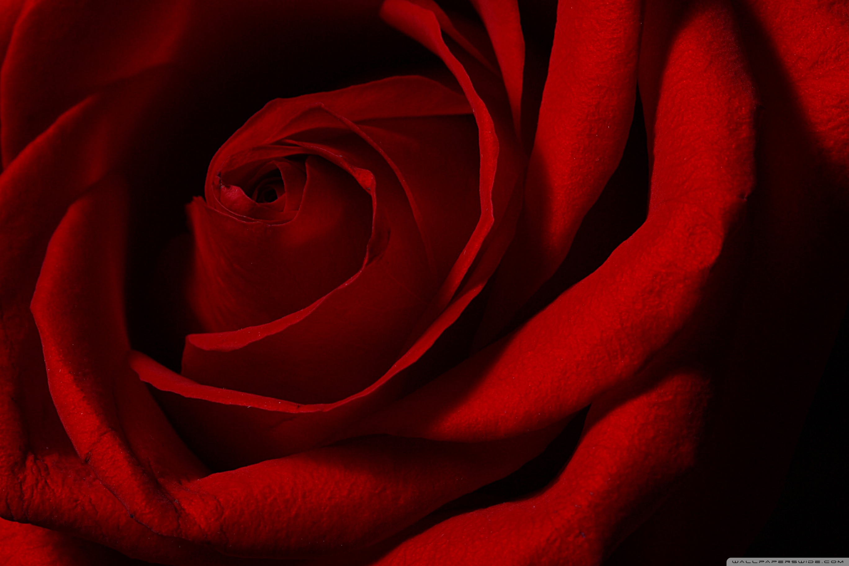 A Pink Rose Hd Desktop Wallpaper - Big Red Rose Hd , HD Wallpaper & Backgrounds