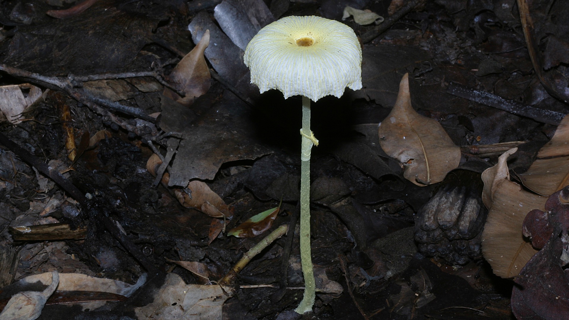Leucocoprinus Sp Photographed In Centenary Lakes Park, - Agaricus , HD Wallpaper & Backgrounds