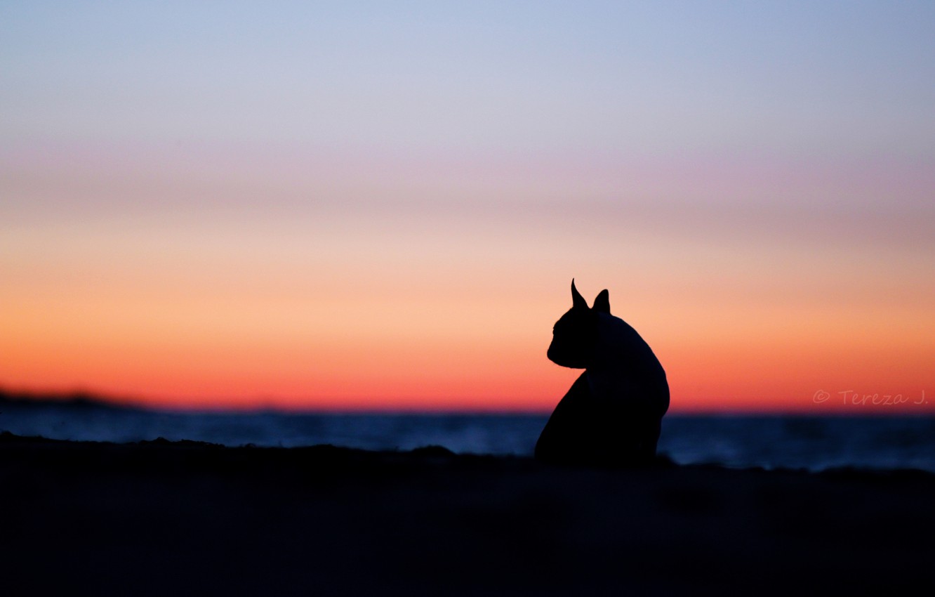 Photo Wallpaper Cat, The Sky, Cats, Sunset, Nature, - Dog Silhouette With Background , HD Wallpaper & Backgrounds
