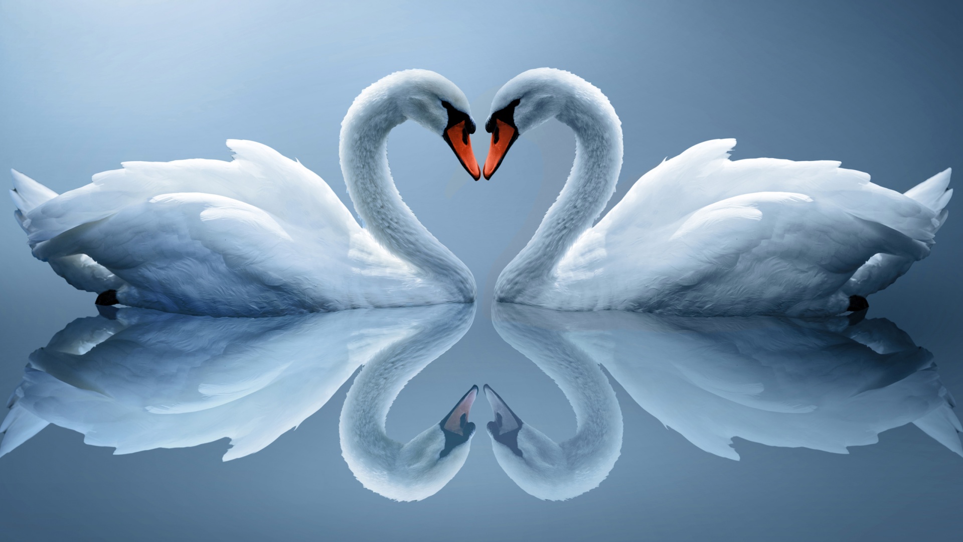 Swan Love Heart Wallpaper - Love Desktop Wallpaper Full Screen , HD Wallpaper & Backgrounds
