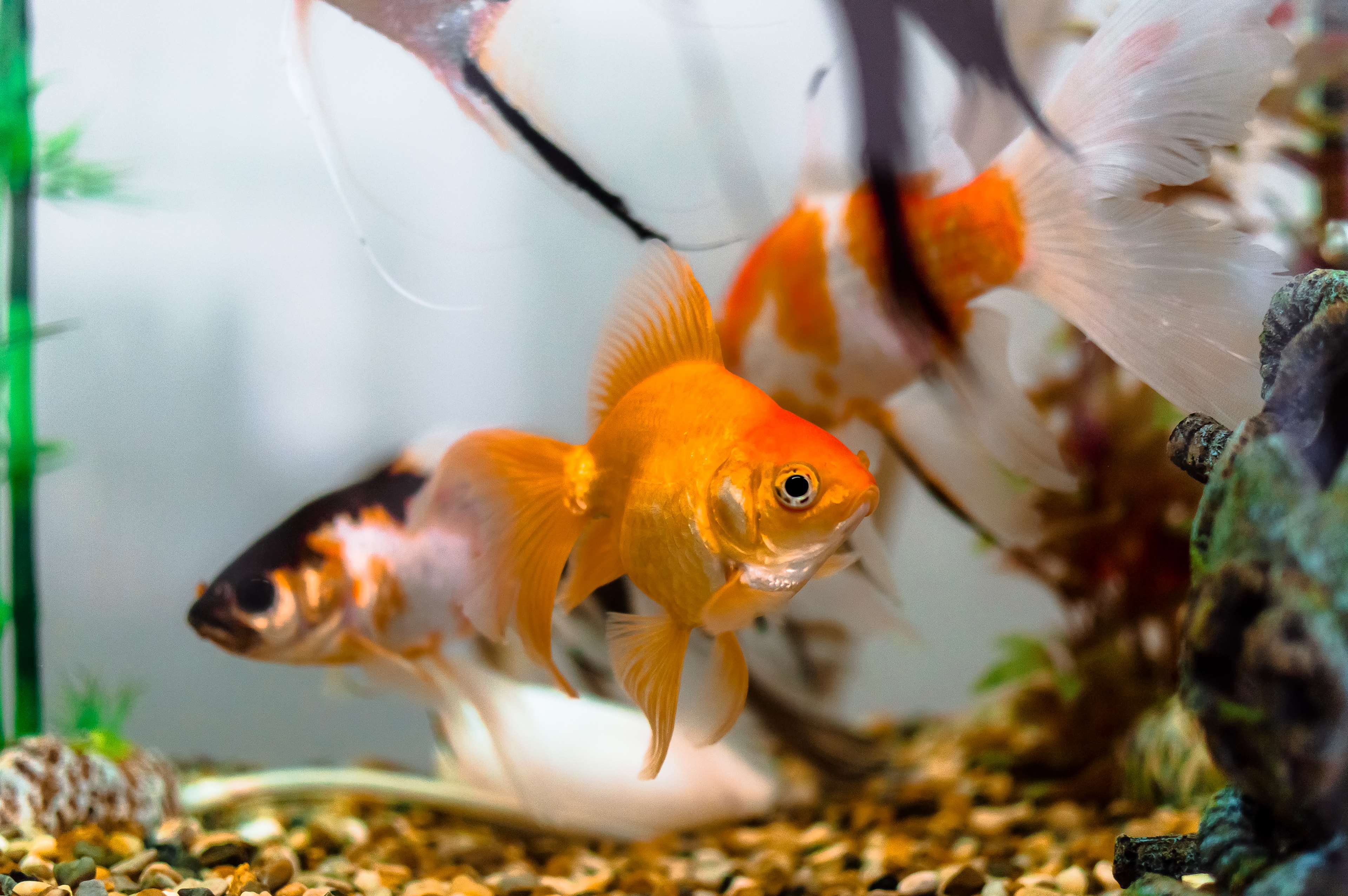 Fish, Goldfish, Mar, Naturaleza, Nature, Nemo, Peces, - Fish Live Without Oxygen , HD Wallpaper & Backgrounds