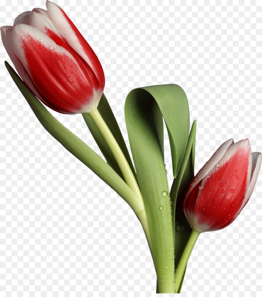 Flower, Tulip, Desktop Wallpaper, Plant Png - مدل تابلو نقاشی چند تکه , HD Wallpaper & Backgrounds