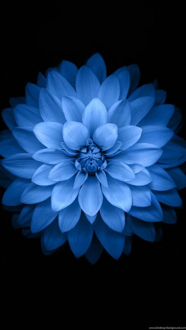 Blue Lotus Ios 8 Pattern Art Iphone 5s Wallpapers Download - Flower Images For Mobile , HD Wallpaper & Backgrounds