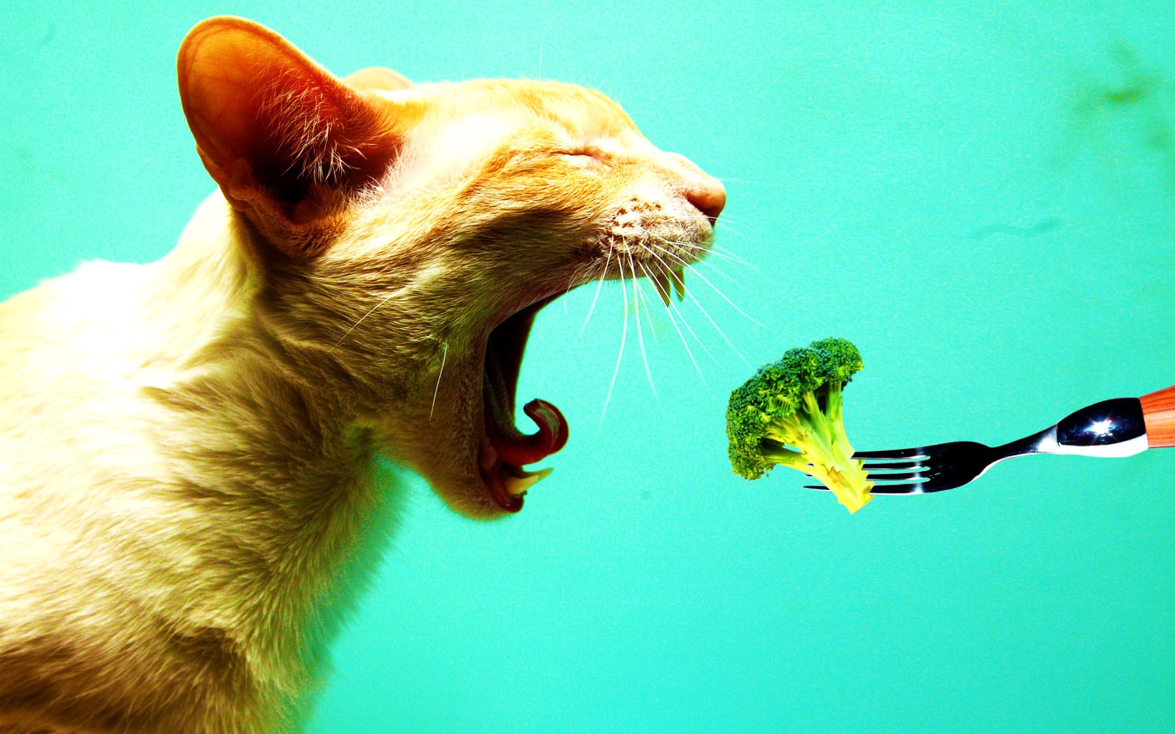 Cats Don't Like Broccoli - Cats Eating Vegetables , HD Wallpaper & Backgrounds
