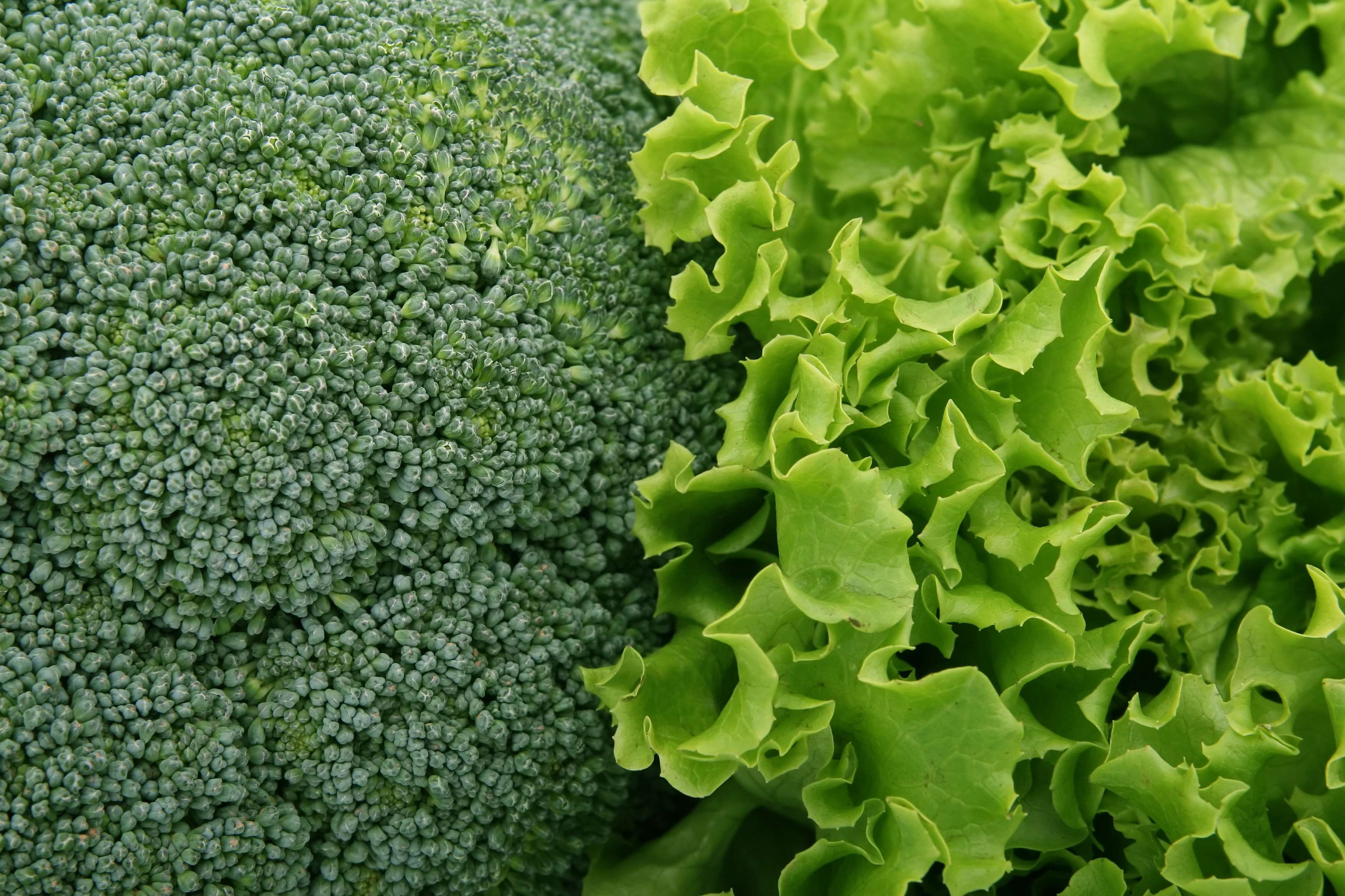Appetite, Broccoli, Brocoli Broccolli, Calories, Catering, - Close Up Images Of Vegetables , HD Wallpaper & Backgrounds