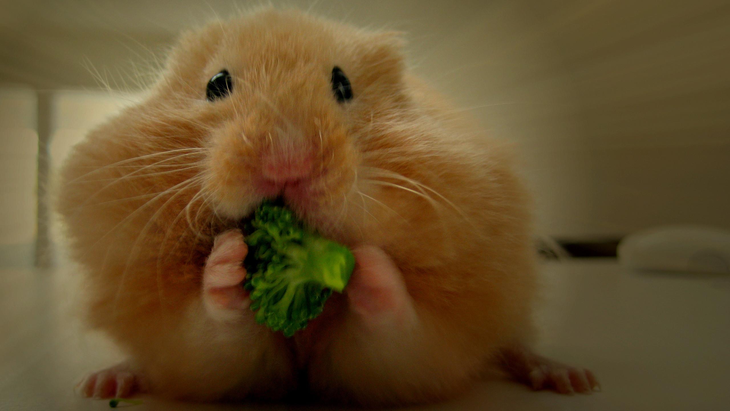 Broccoli Wallpaper - Cutest Animals In History , HD Wallpaper & Backgrounds