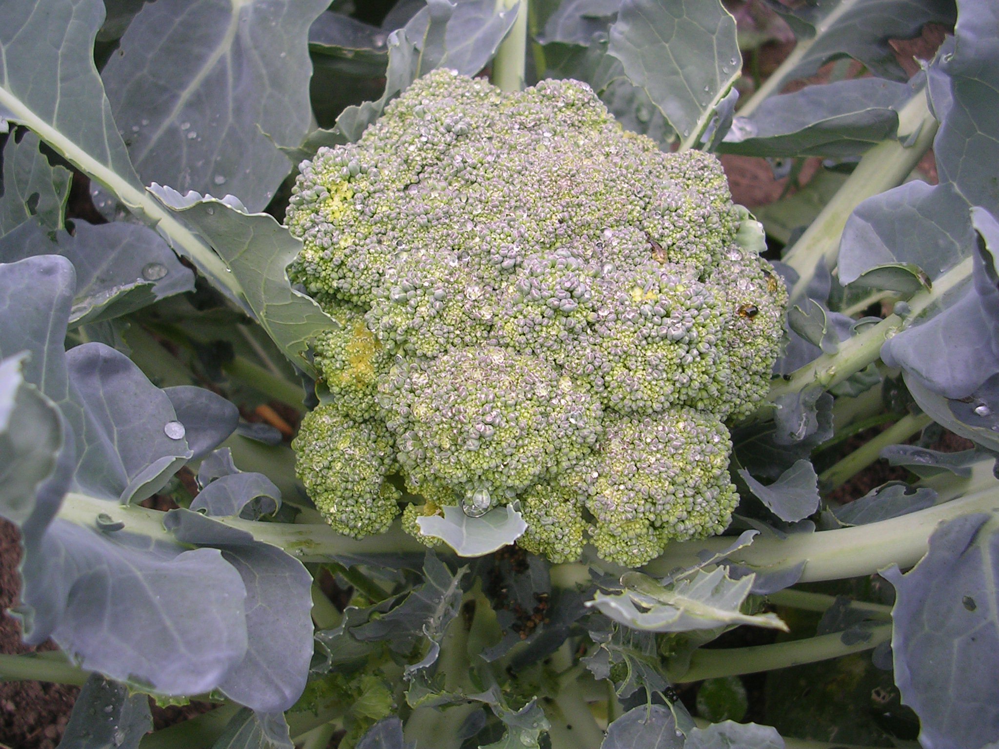 Head Of Boroccoli In The Garden - Broccoli , HD Wallpaper & Backgrounds